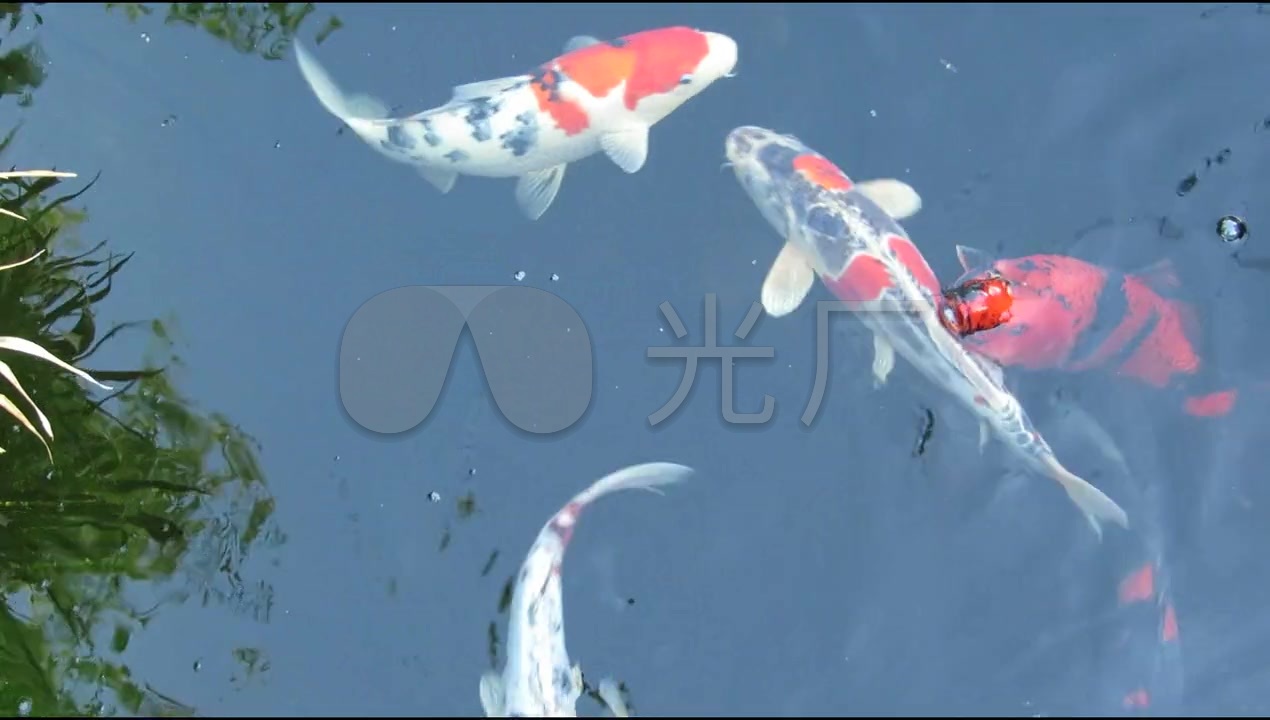 水中的鱼游来游去的实拍视频素材