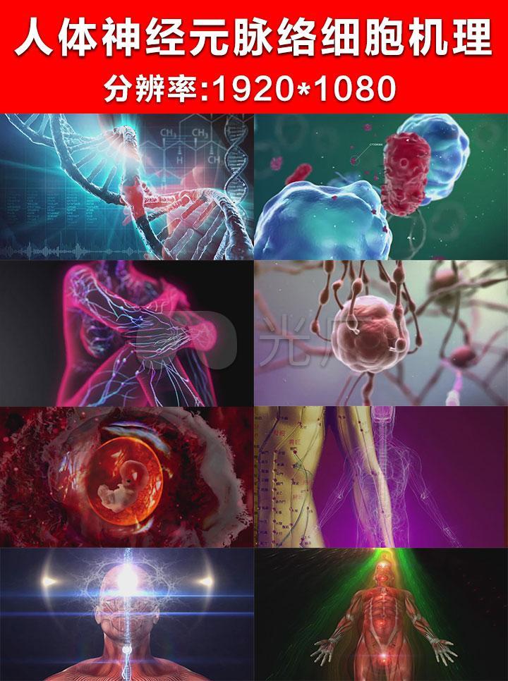 人体组织神经元脉络细胞分化三维机理