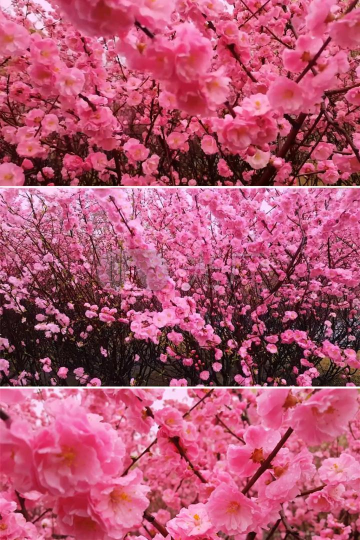 桃花朵朵开实拍桃花粉红花朵桃花