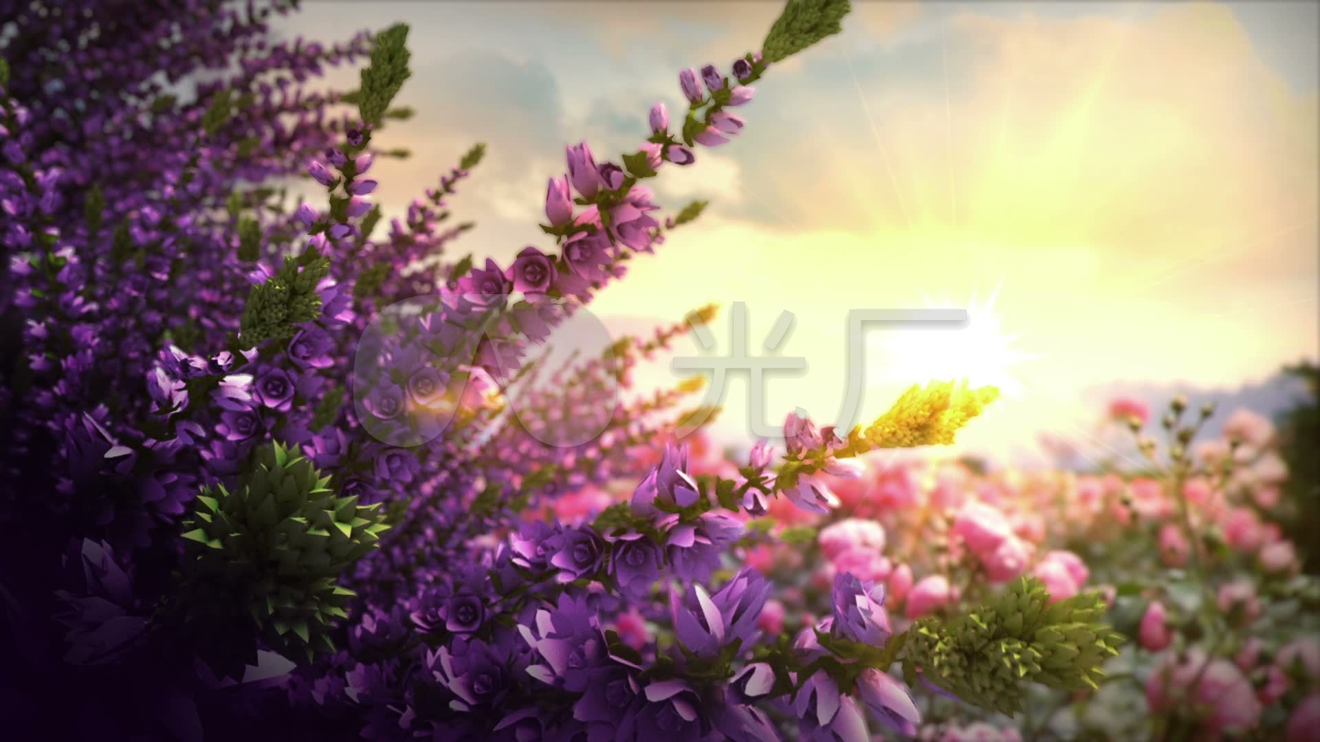 阳光花海唯美花朵_1920x1080_高清视频素材下载(编号:797564)_舞台