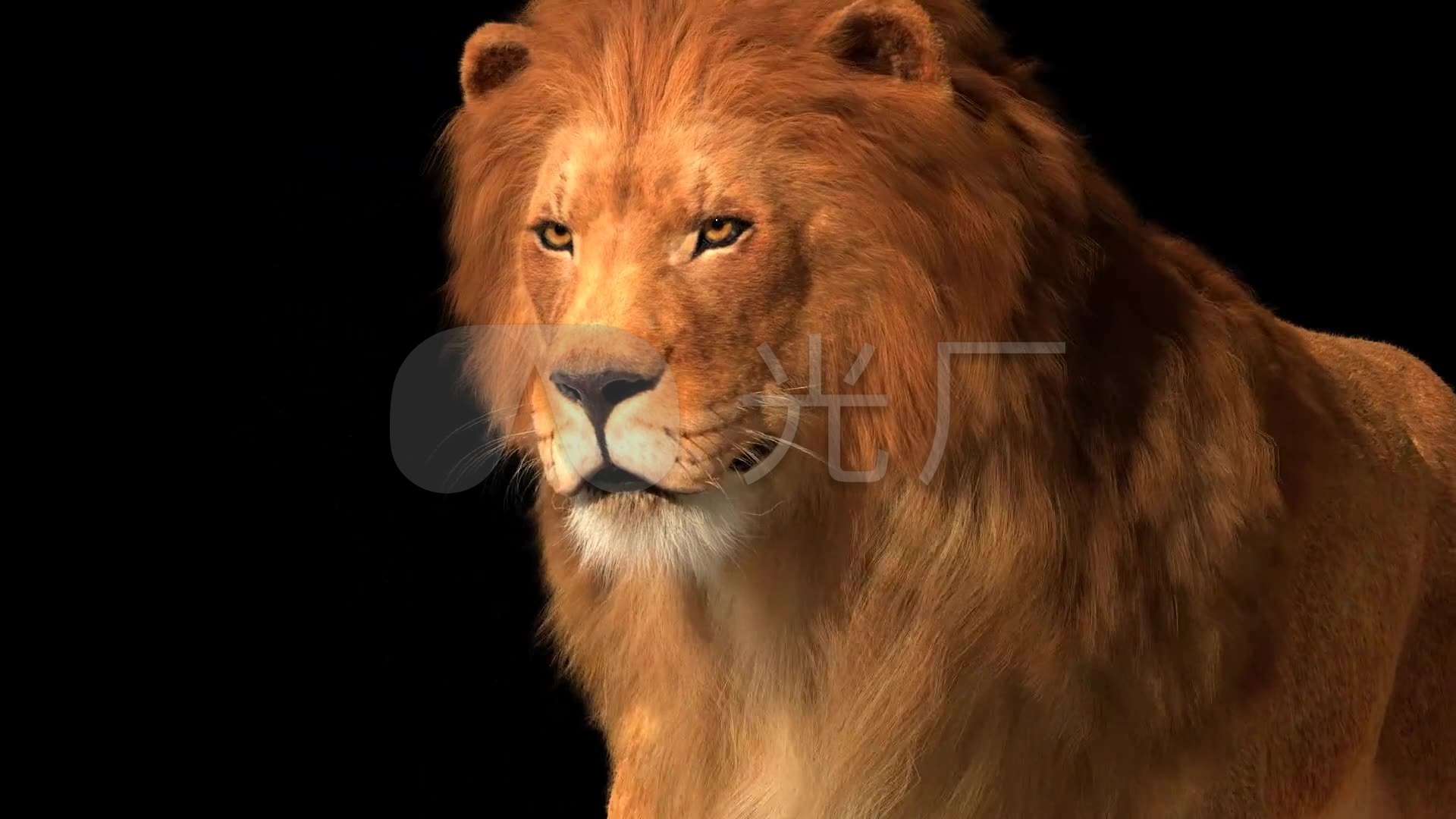 狮子雄狮霸气气场3d