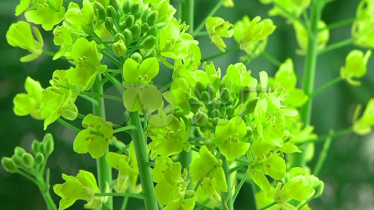 延时拍摄 绿色的油菜花