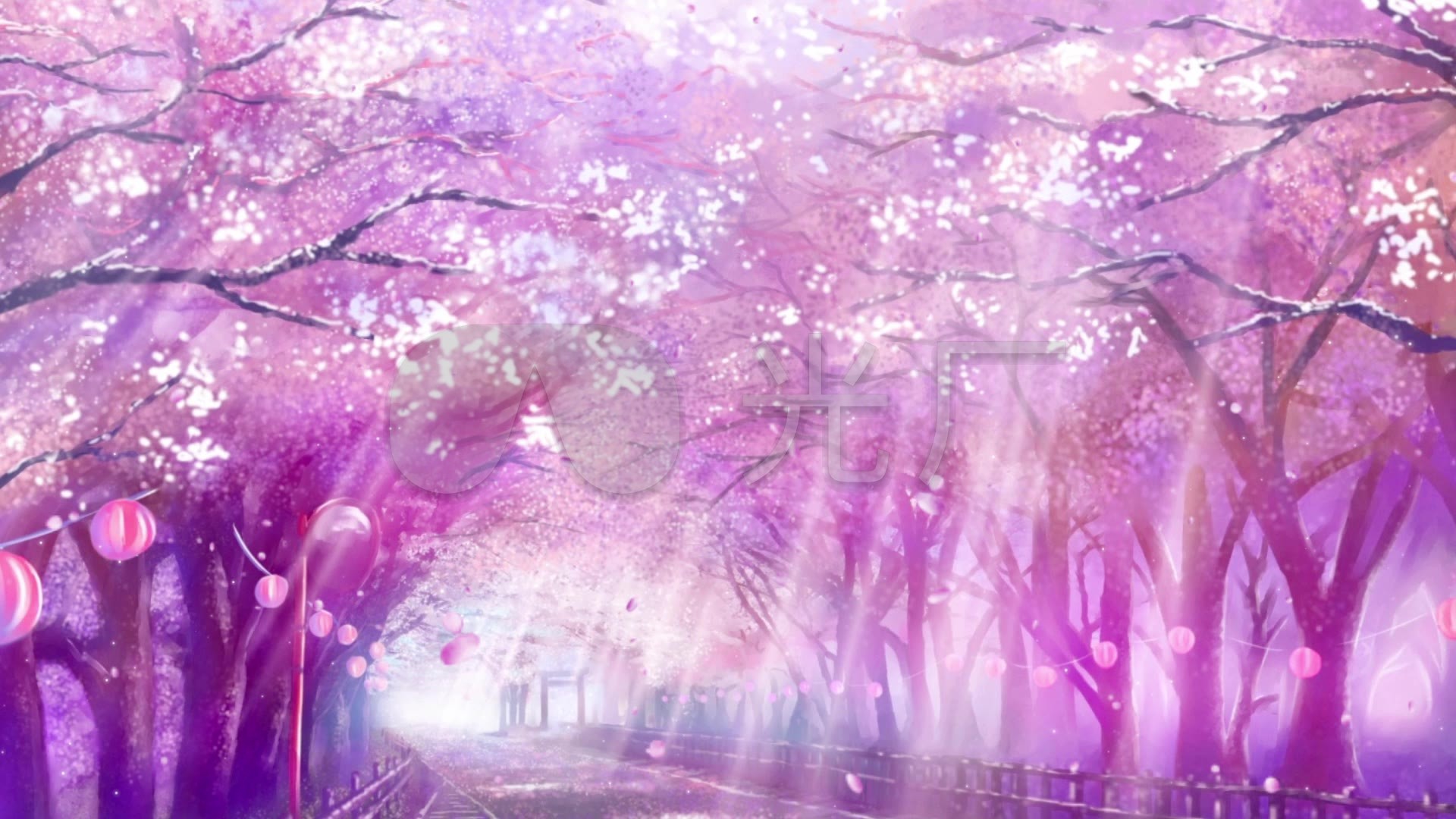 紫色梦幻阳光樱花树花瓣飘落浪漫背景视频