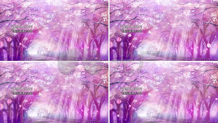 紫色梦幻阳光樱花树花瓣飘落浪漫背景视频