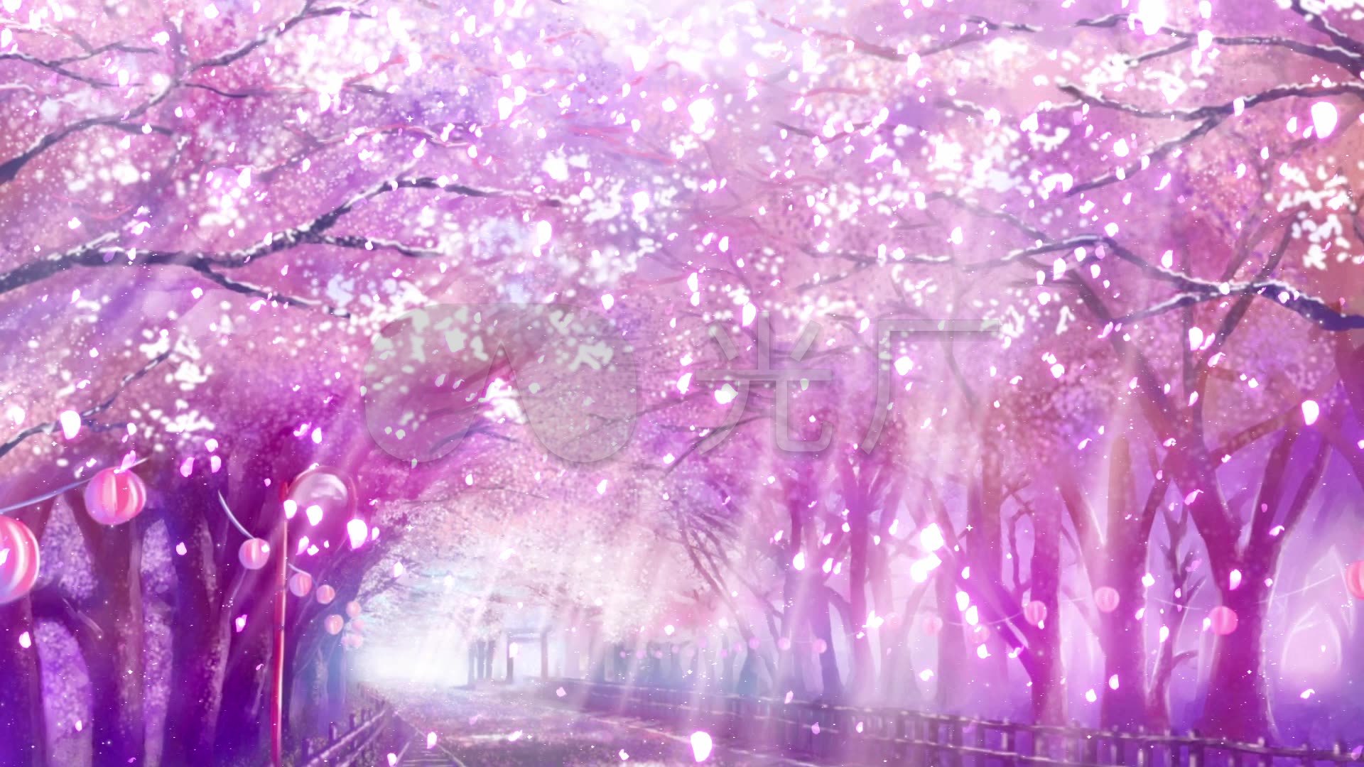 樱花树街道花瓣飘落浪漫梦幻背景视频