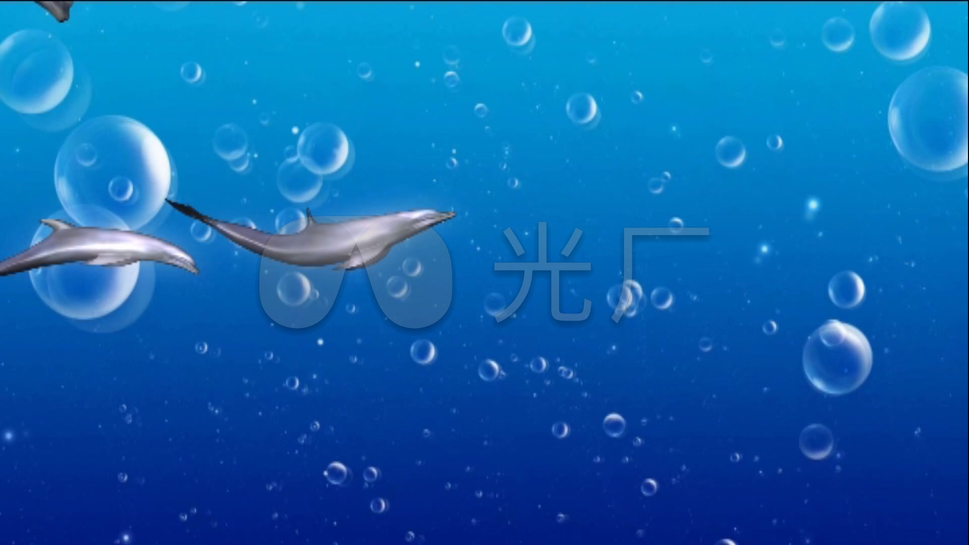 可爱海豚大海中嬉戏_1920x1080_高清视频素材下载(编号:821958)_影视