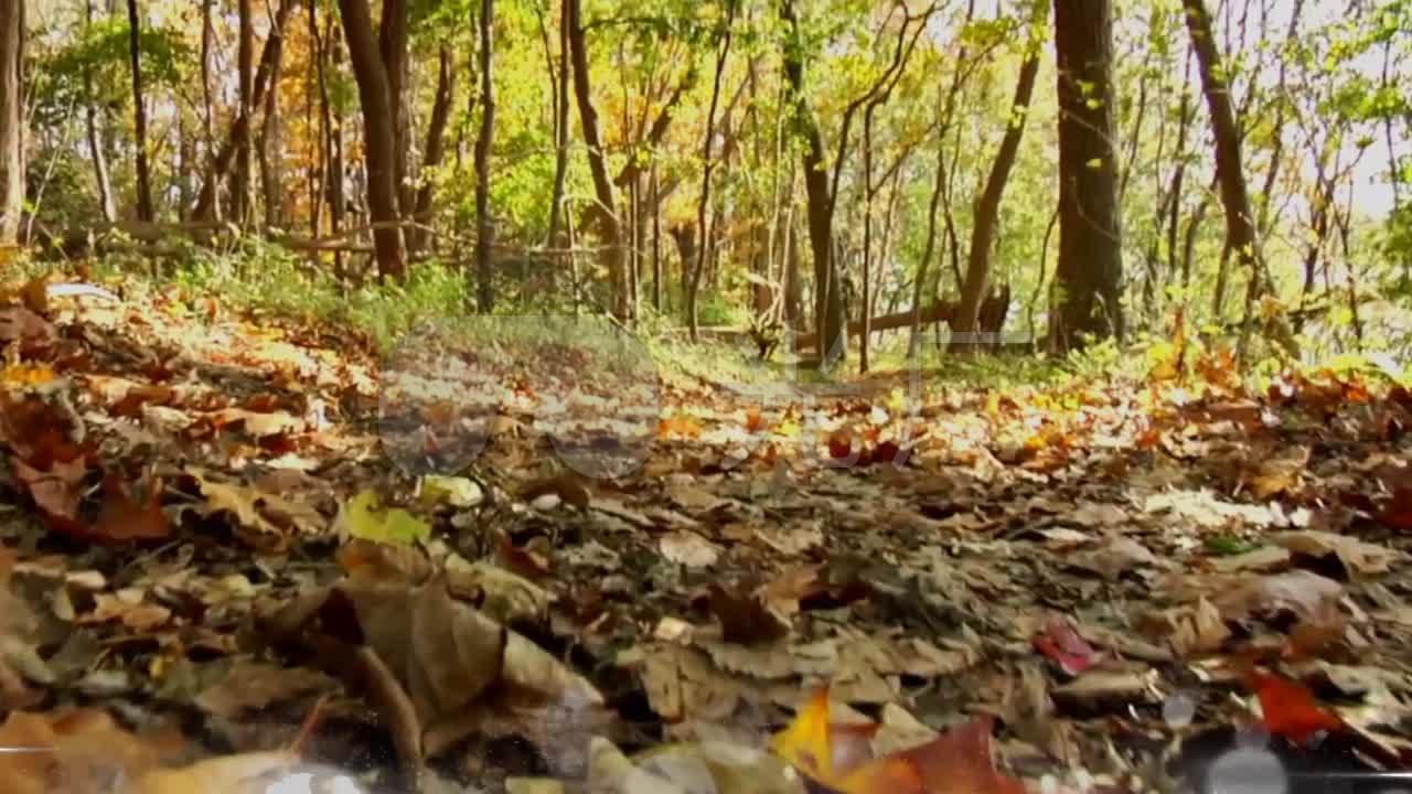 实拍视频 地上枯叶落叶树林