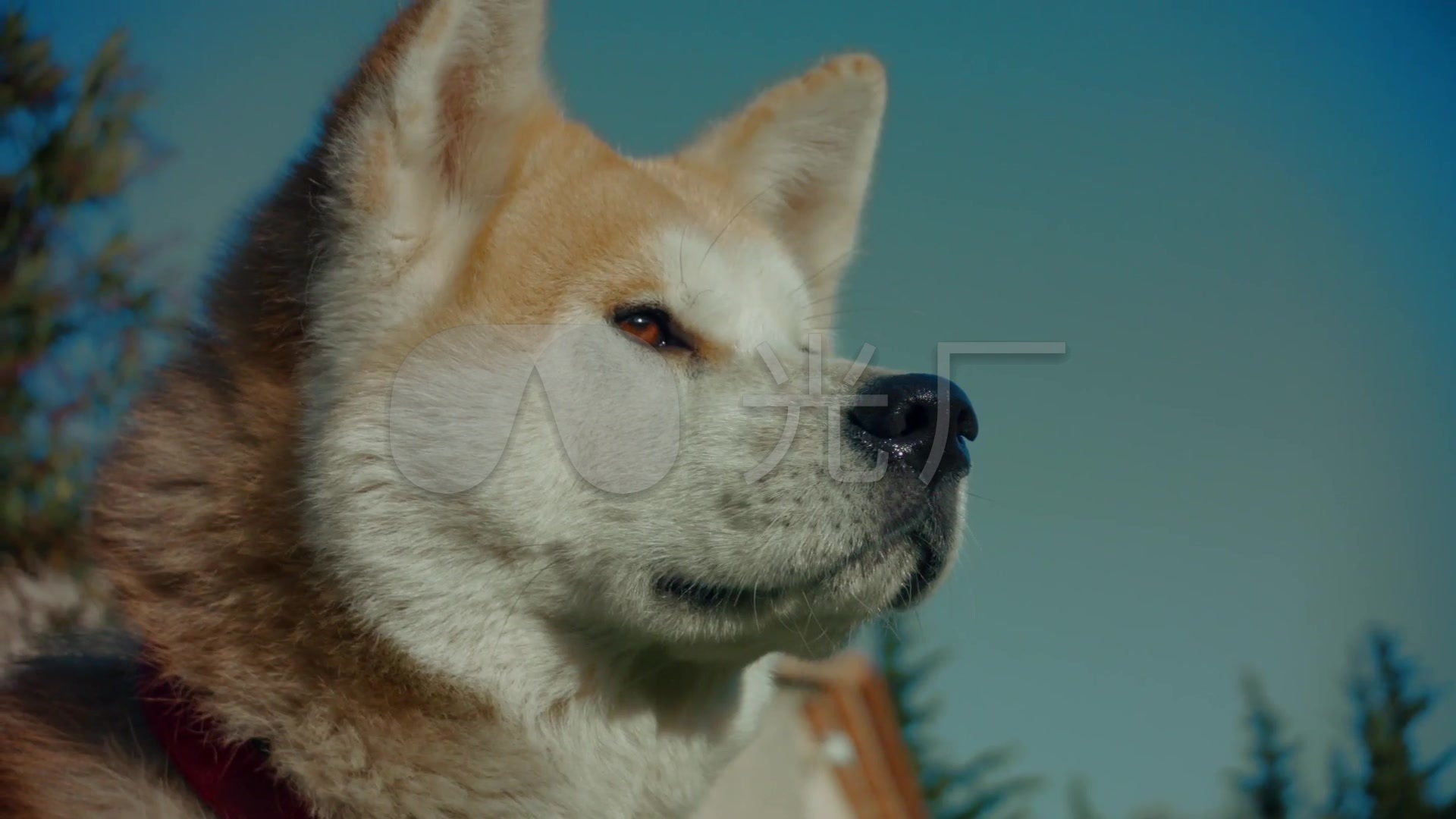 动物狗狗柴犬可爱阳光草坪温馨宁静6937