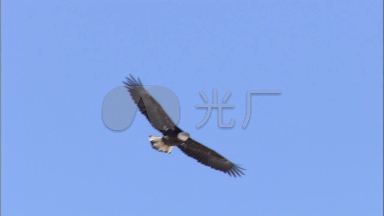 老鹰展翅高飞_1280x720_高清视频素材下载(编号:835)