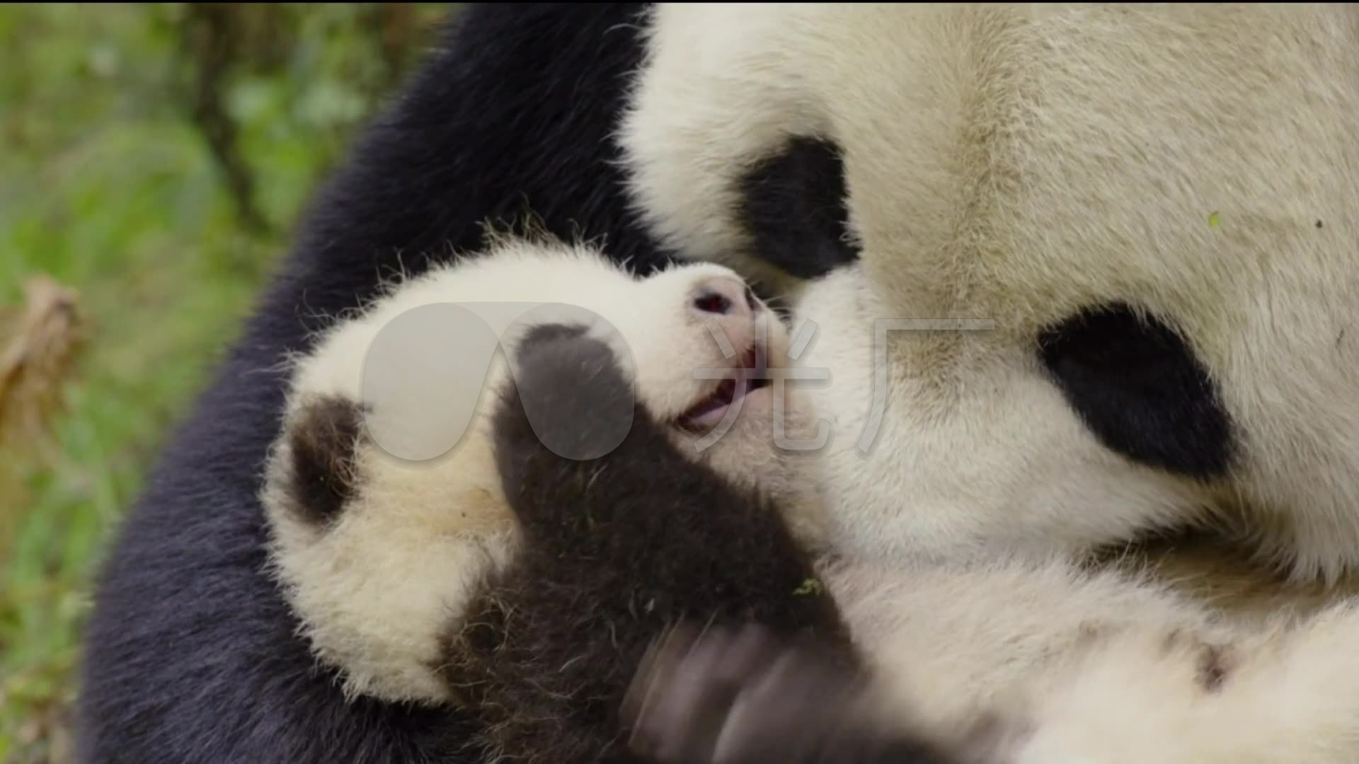 大熊猫与小熊猫
