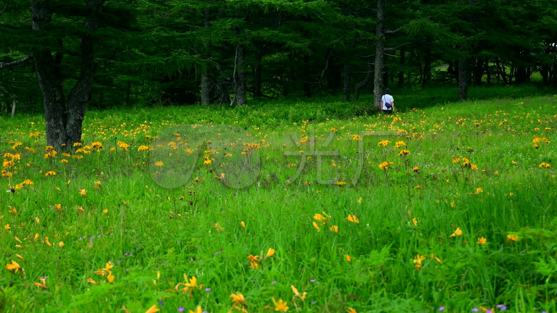 日本旅游夏天山谷花朵草坪