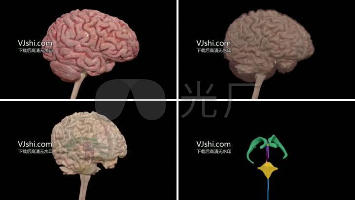 3d大脑结构分析