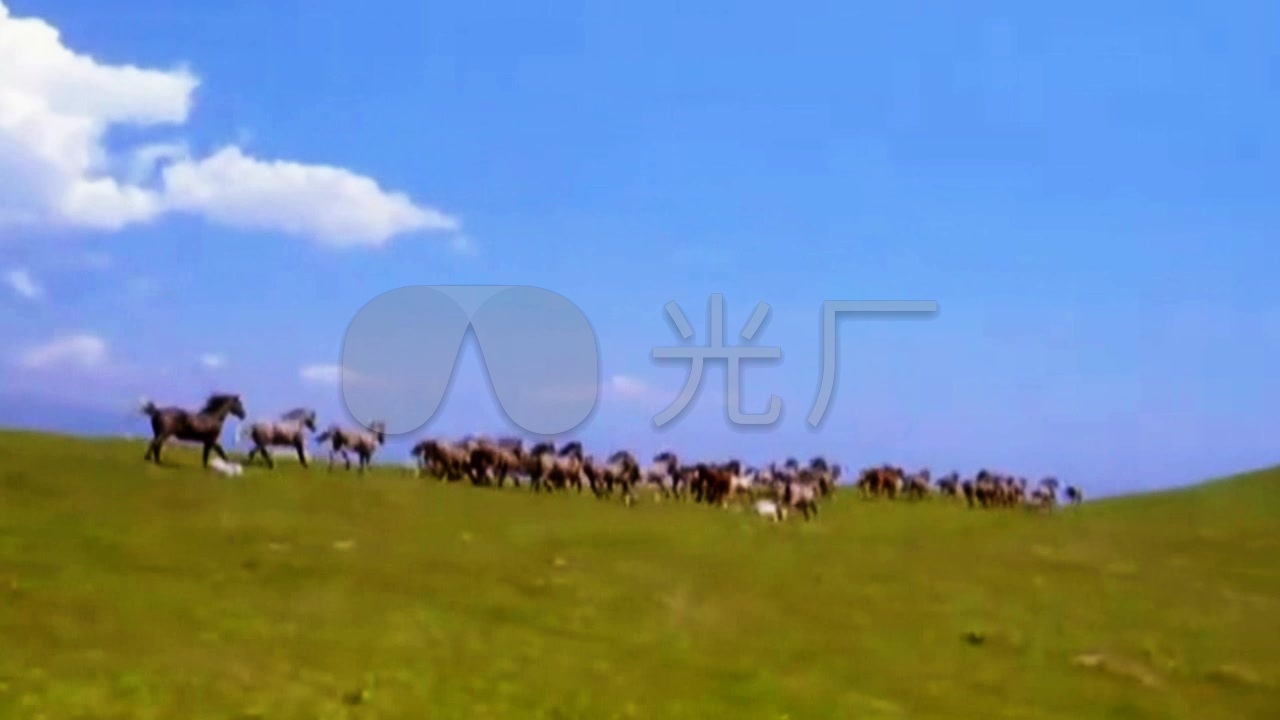 高清视频蓝天白云大草原马群
