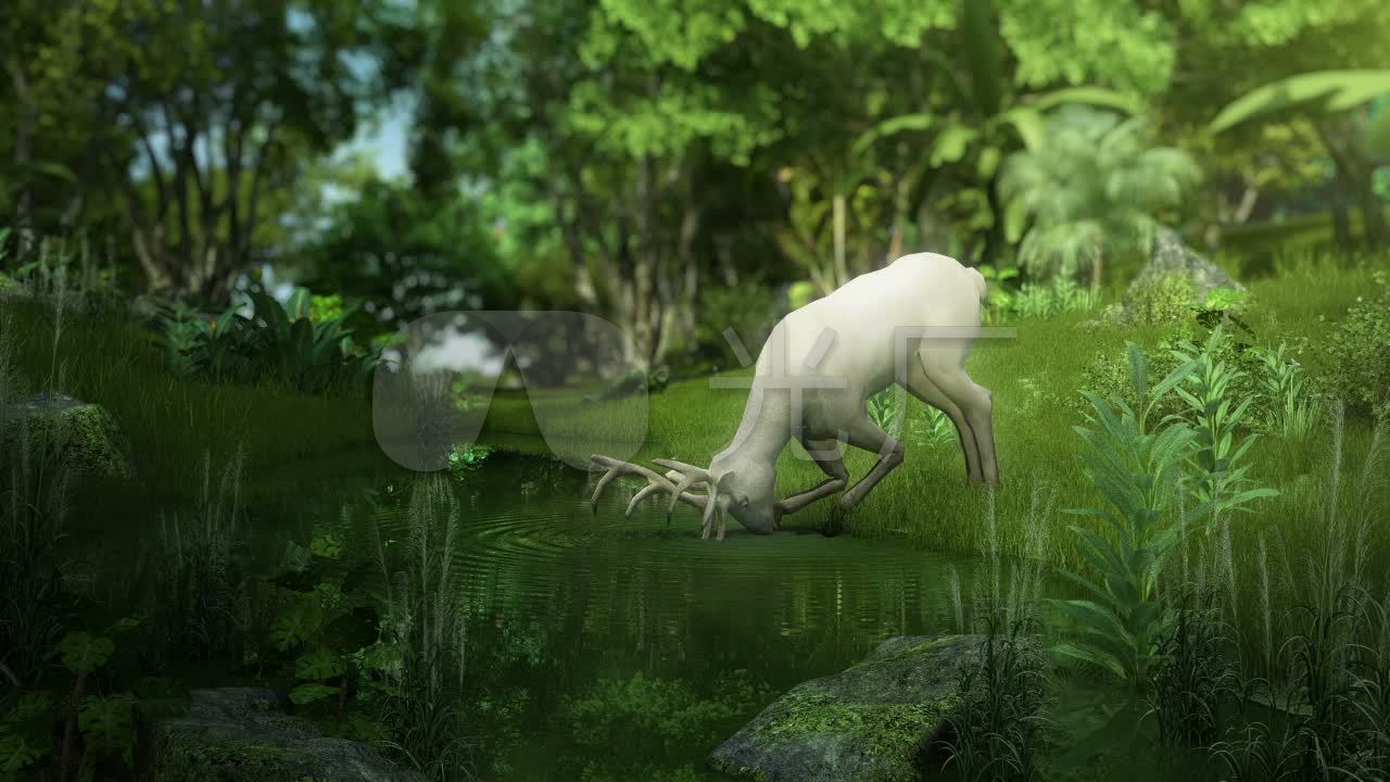 小鹿喝水