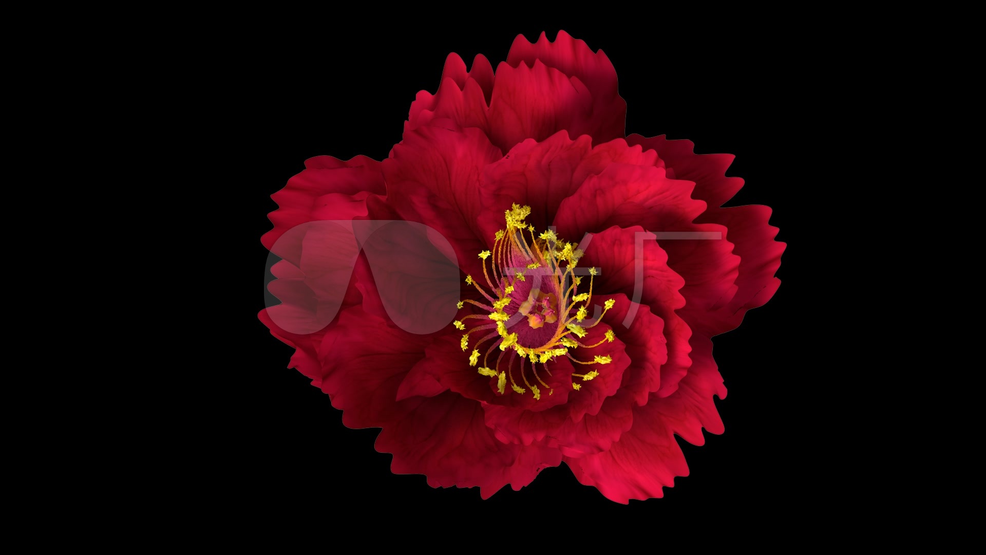 牡丹花壁纸1080,牡丹花壁纸手机壁纸 牡丹花高清_1920x1080_高清视频素材下载(编号:872005