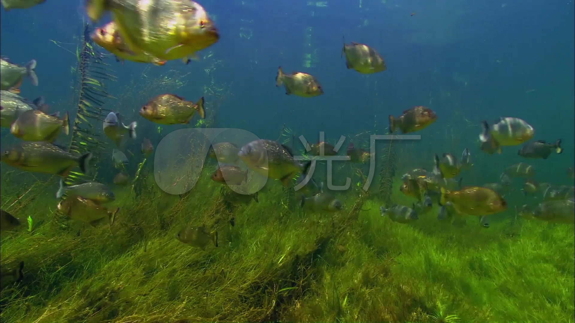 亚马逊河及里面的生物实拍视频_1920x1080_高清视频素材下载(编号