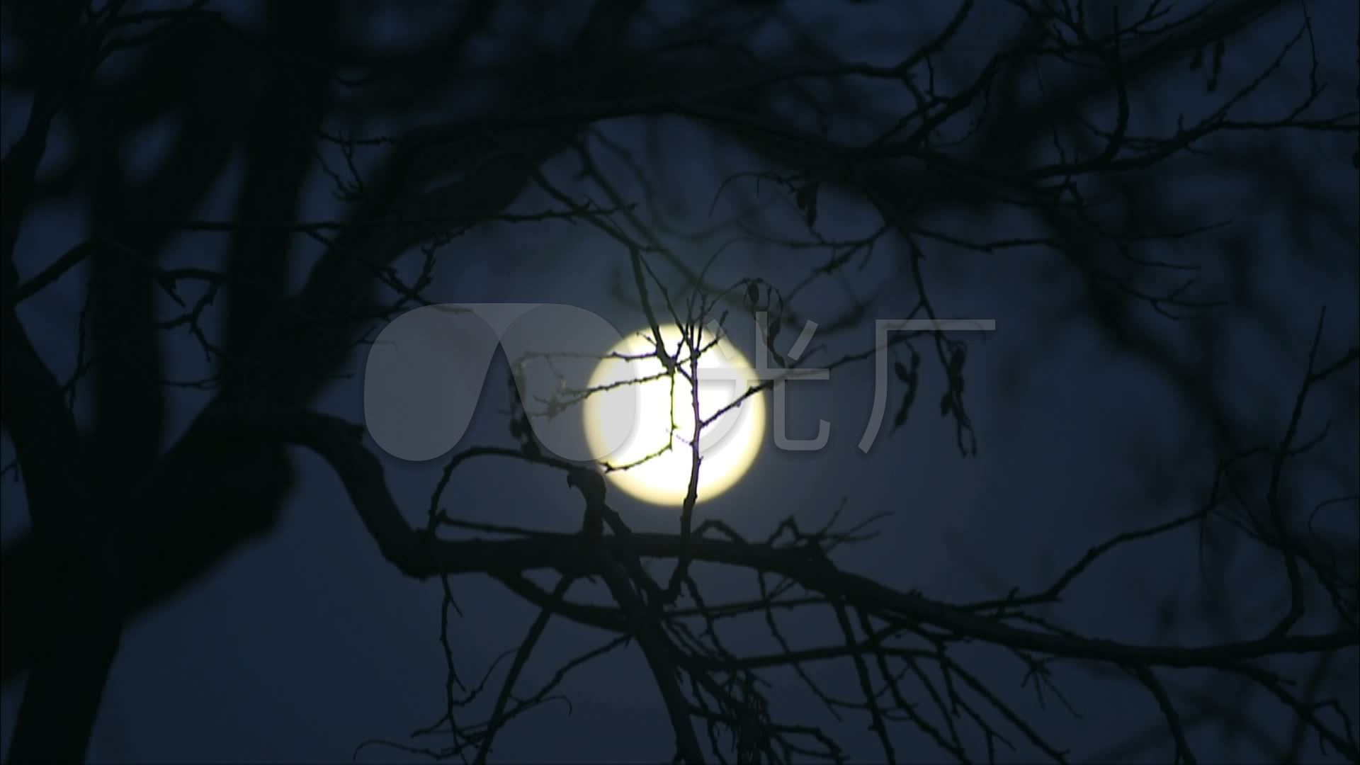 深夜树梢月亮实拍视频_1920x1080_高清视频素材下载
