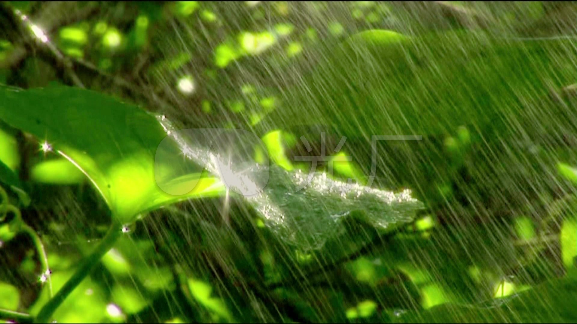 雨中树叶雨水敲打顽强生命力视频下载