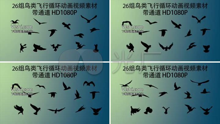 多鸟类飞行高清循环动画轮廓剪影
