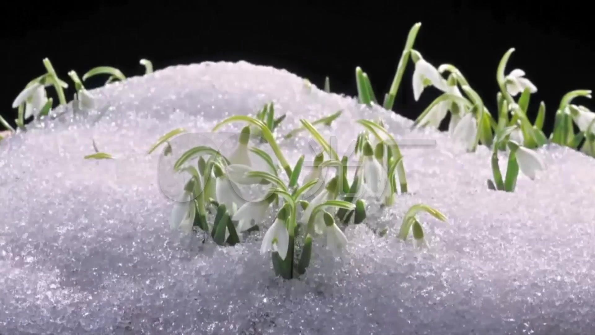 冰雪融化生长花开