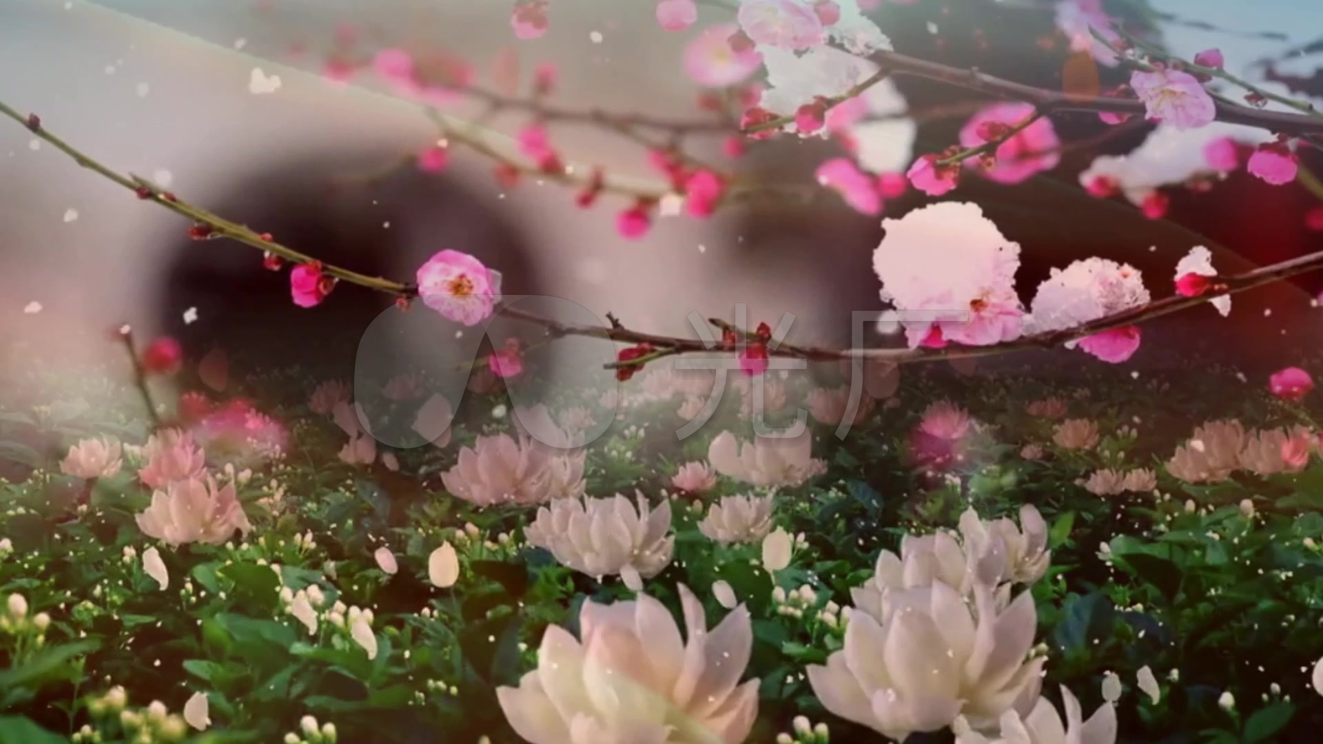 落花林心如歌曲_1920x1080_高清视频素材下载(编号:)