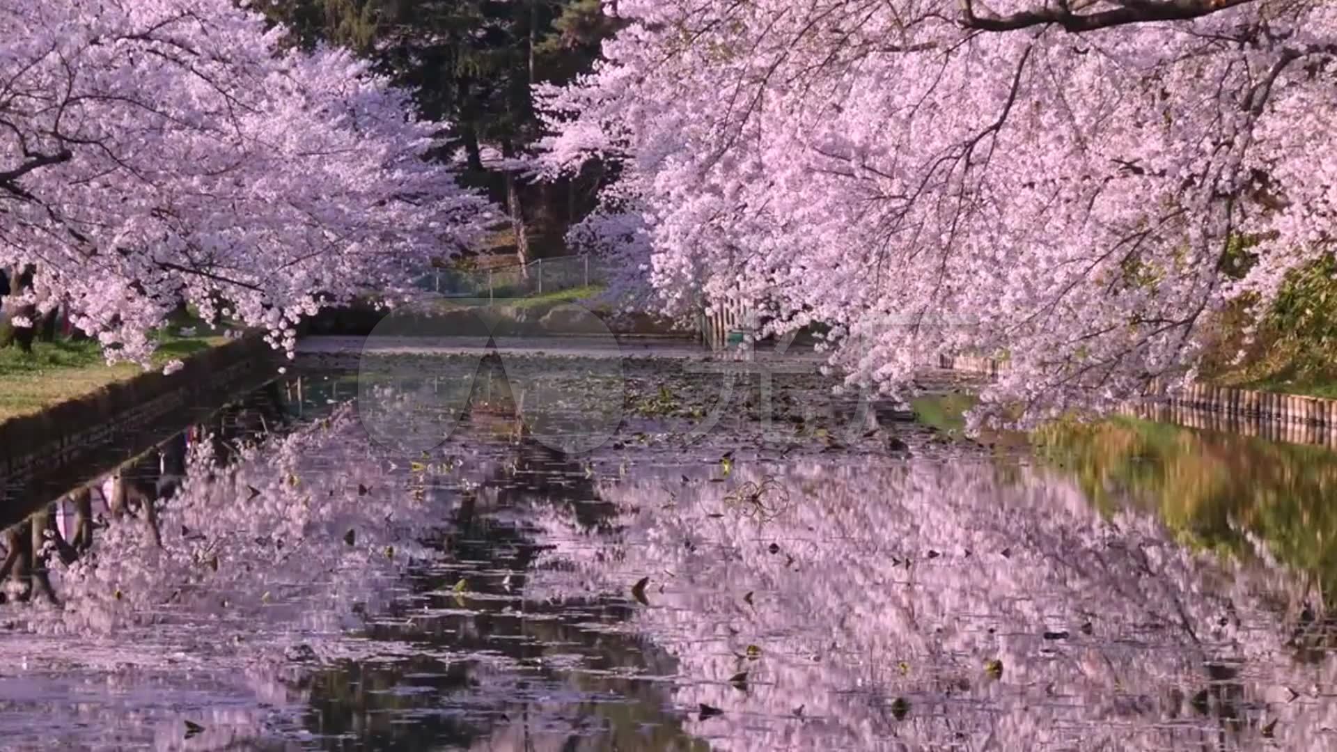 绝美的日本樱花1樱花飘落樱花雨_1920x1080_高清视频