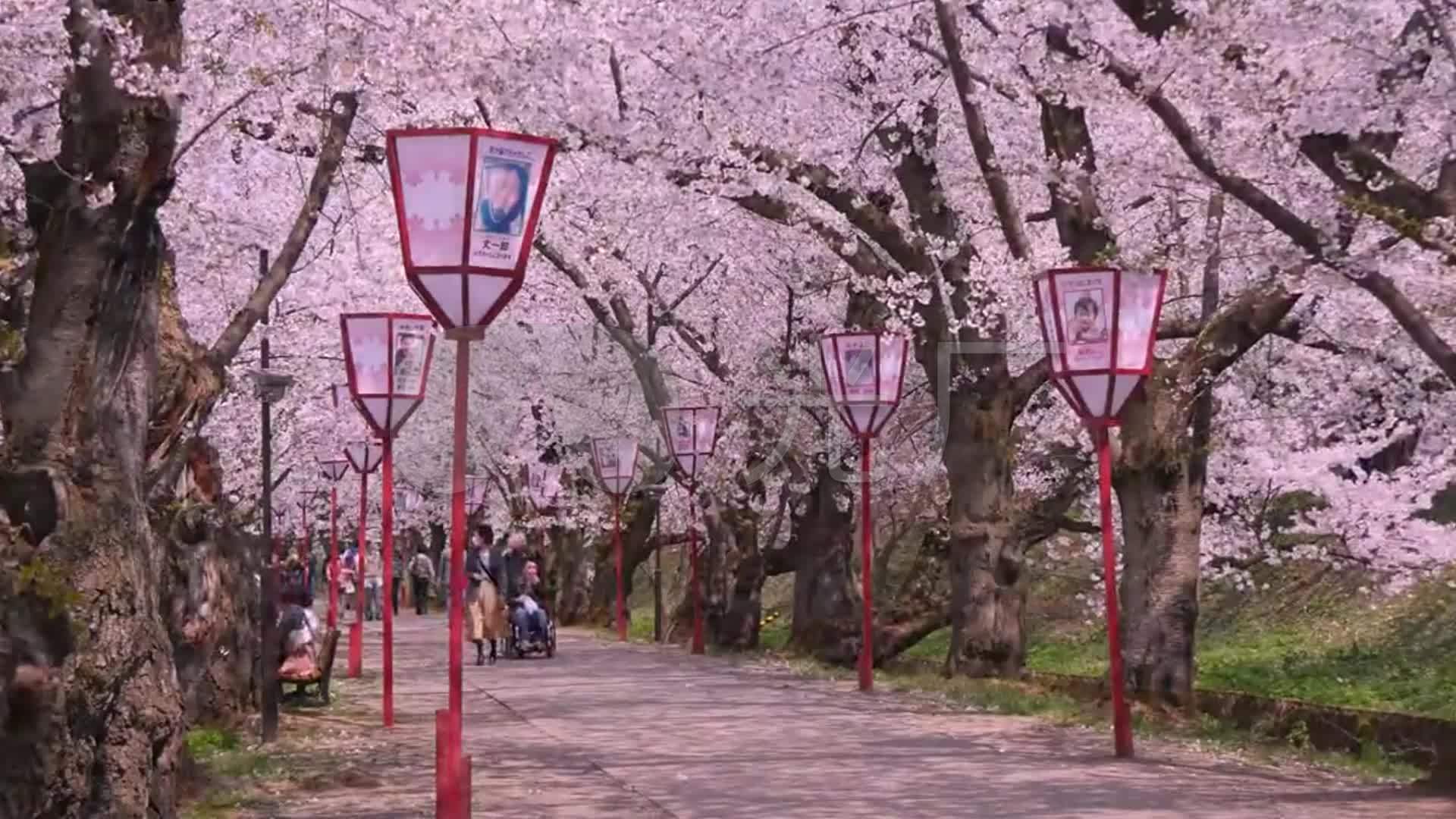 绝美的日本樱花2夜晚赏樱树下人群日本建筑_
