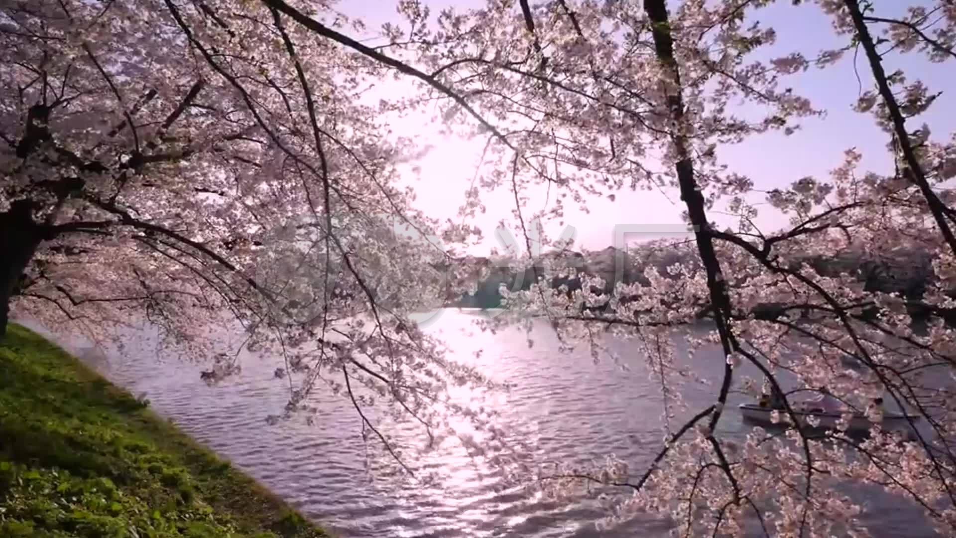 绝美的日本樱花2夜晚赏樱树下人群日本建筑_