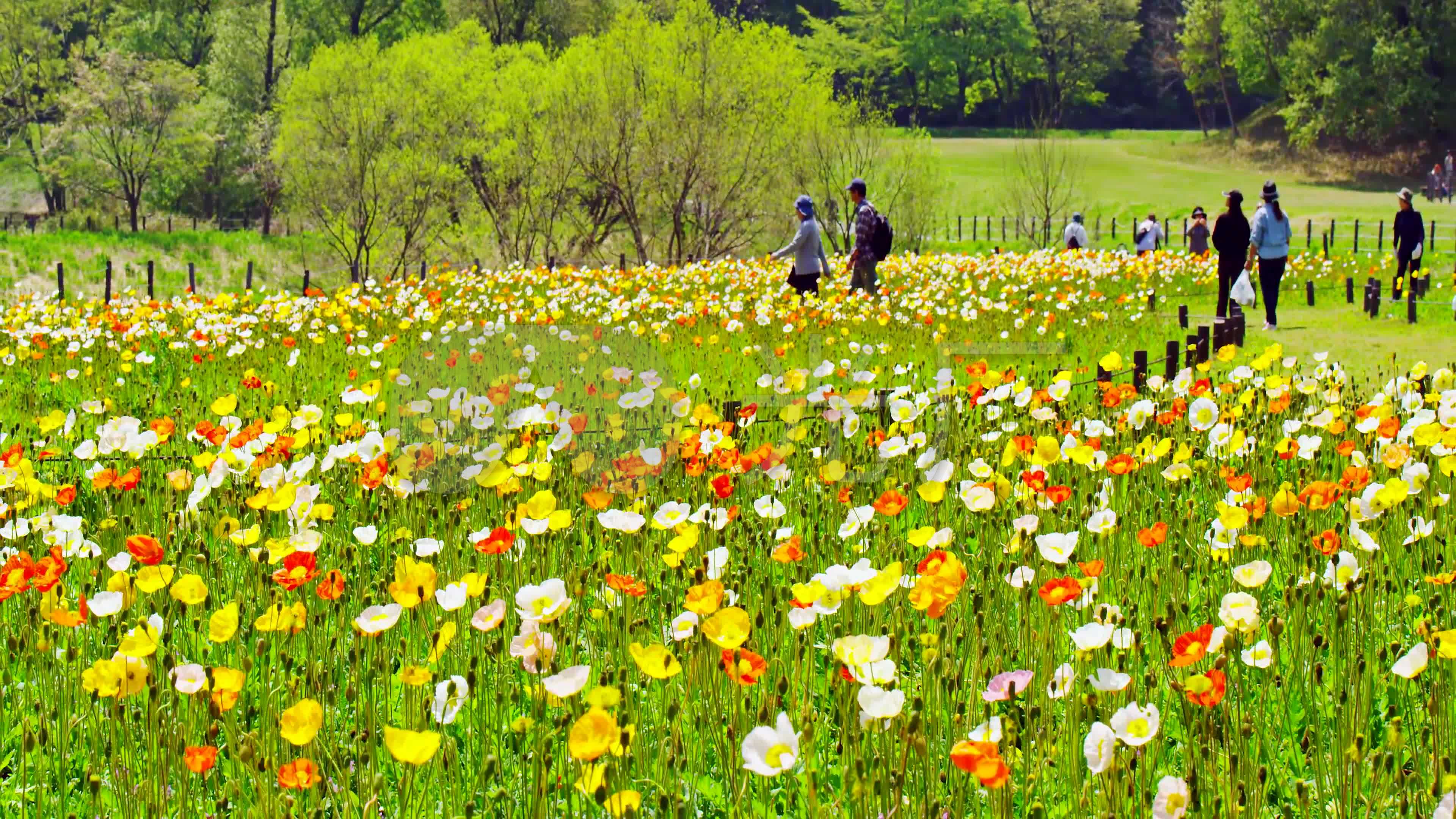 森林公园花海鲜花花卉野花_3840x2160_高清视频素材