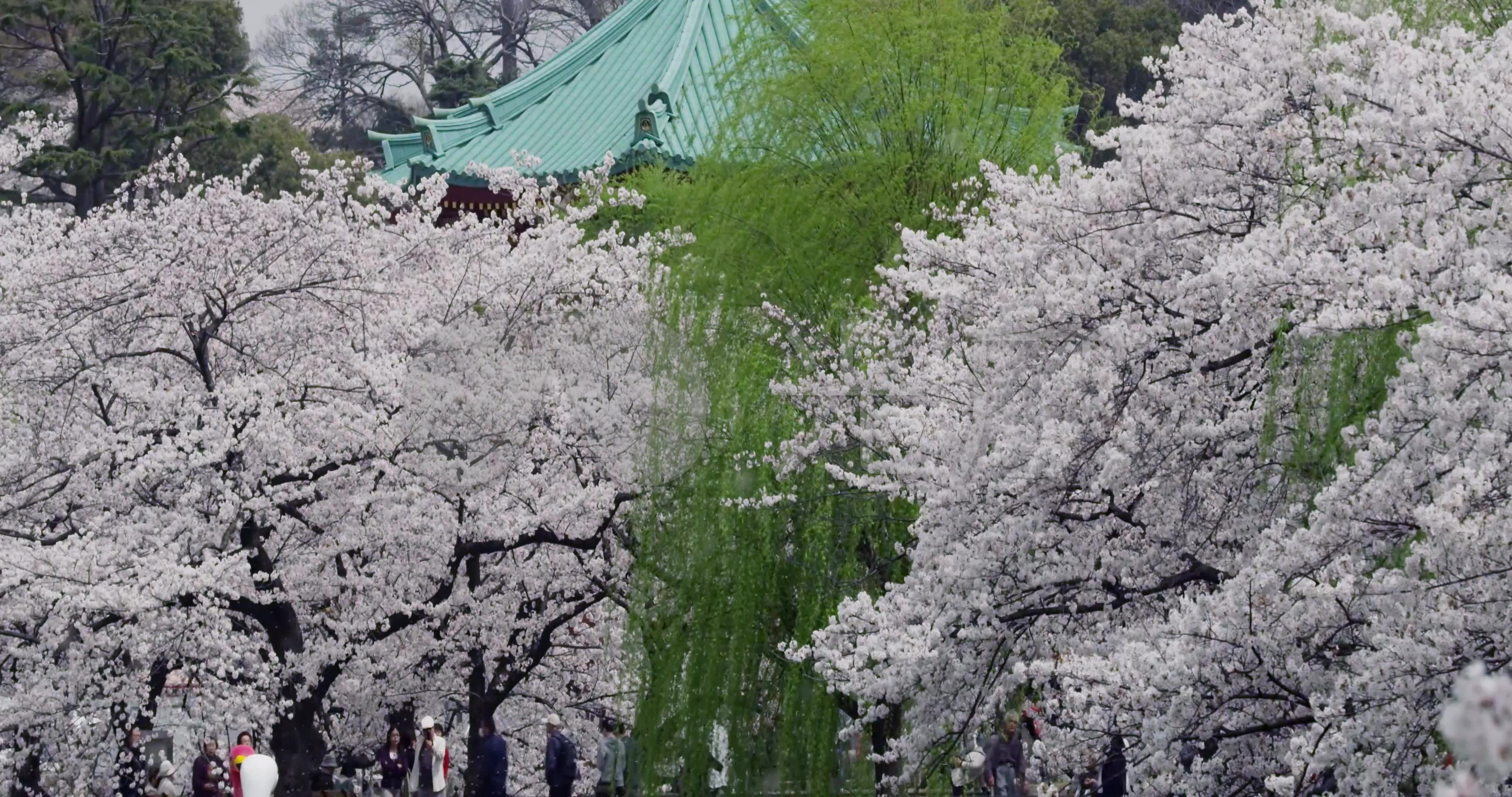 花瓣雨樱花树春天落叶_4096x2160_高清视频素材下载