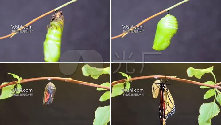 蝴蝶华丽蜕变金蝉脱壳