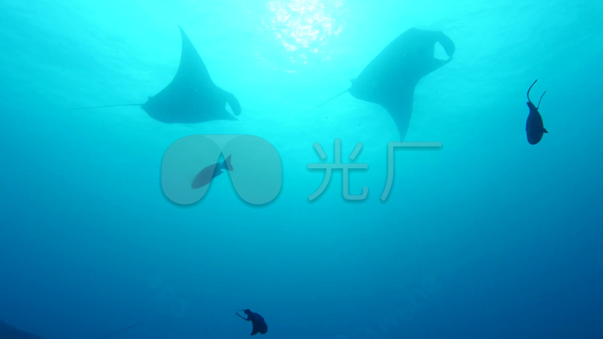 2k海底世界魔鬼鱼_2560x1440_高清视频素材下载(编号