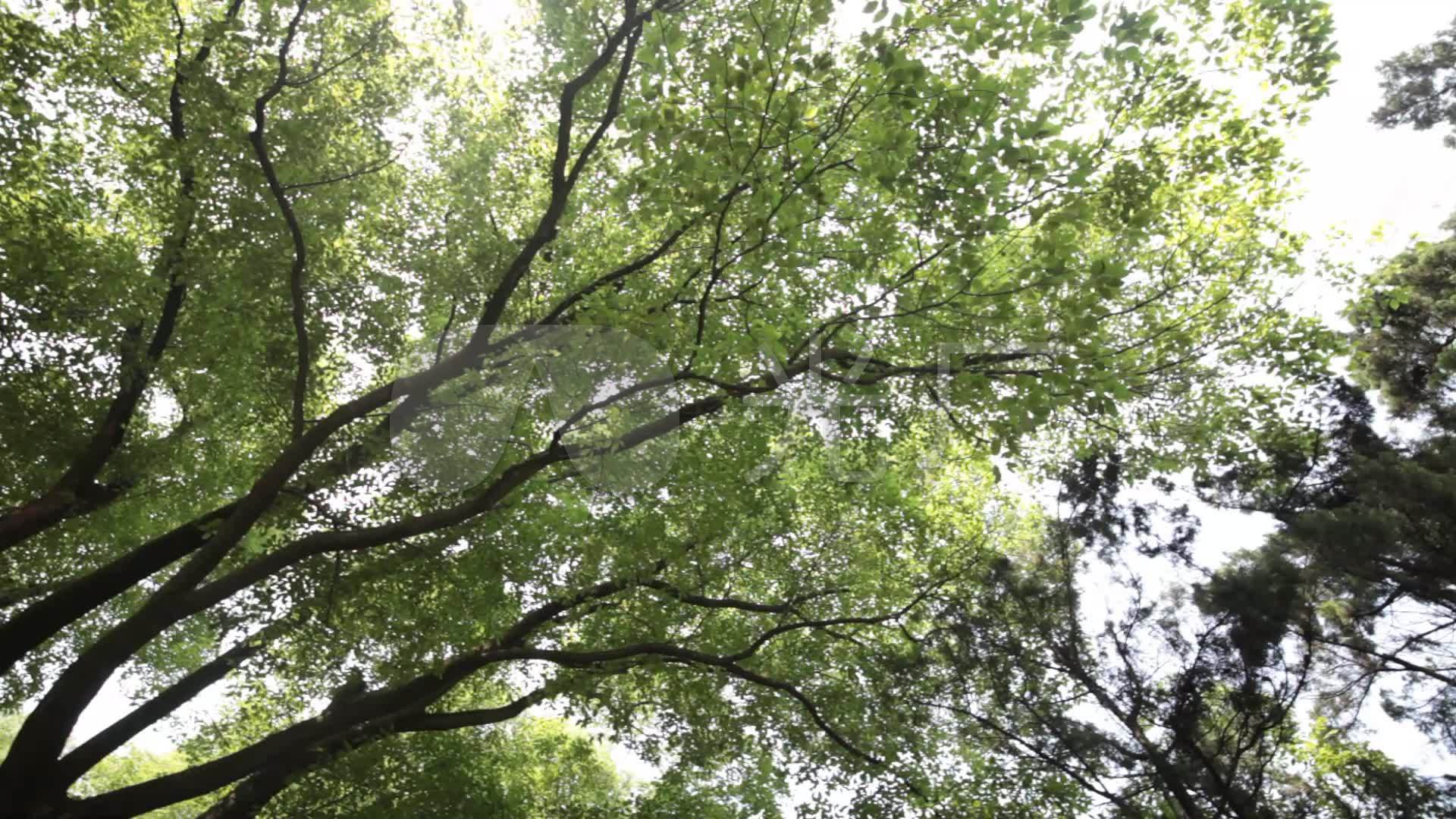 实拍绿色茂密树叶树枝视频视频素材空镜