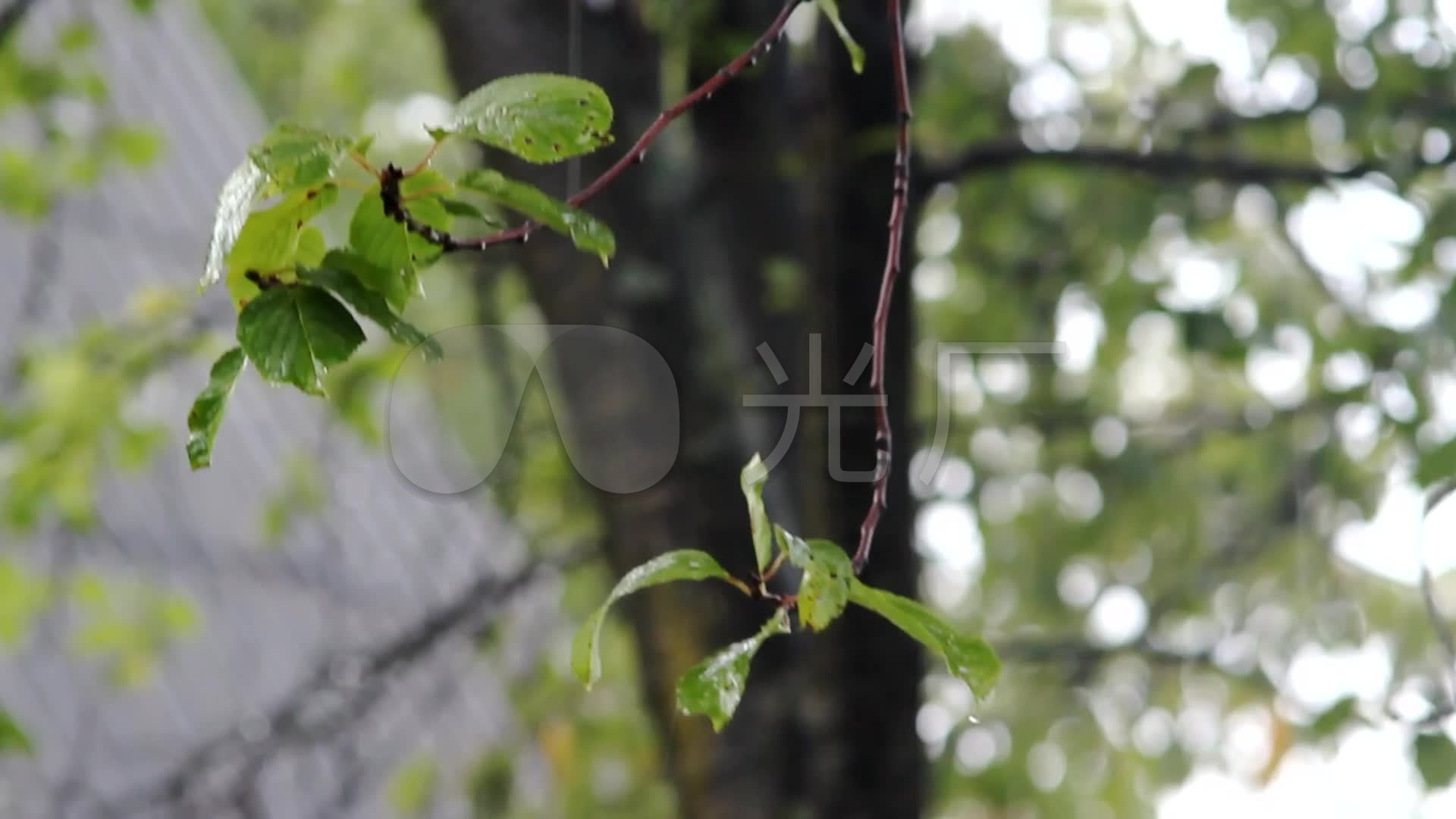 雨中的大树_1920x1080_高清视频素材下载(编号:957260