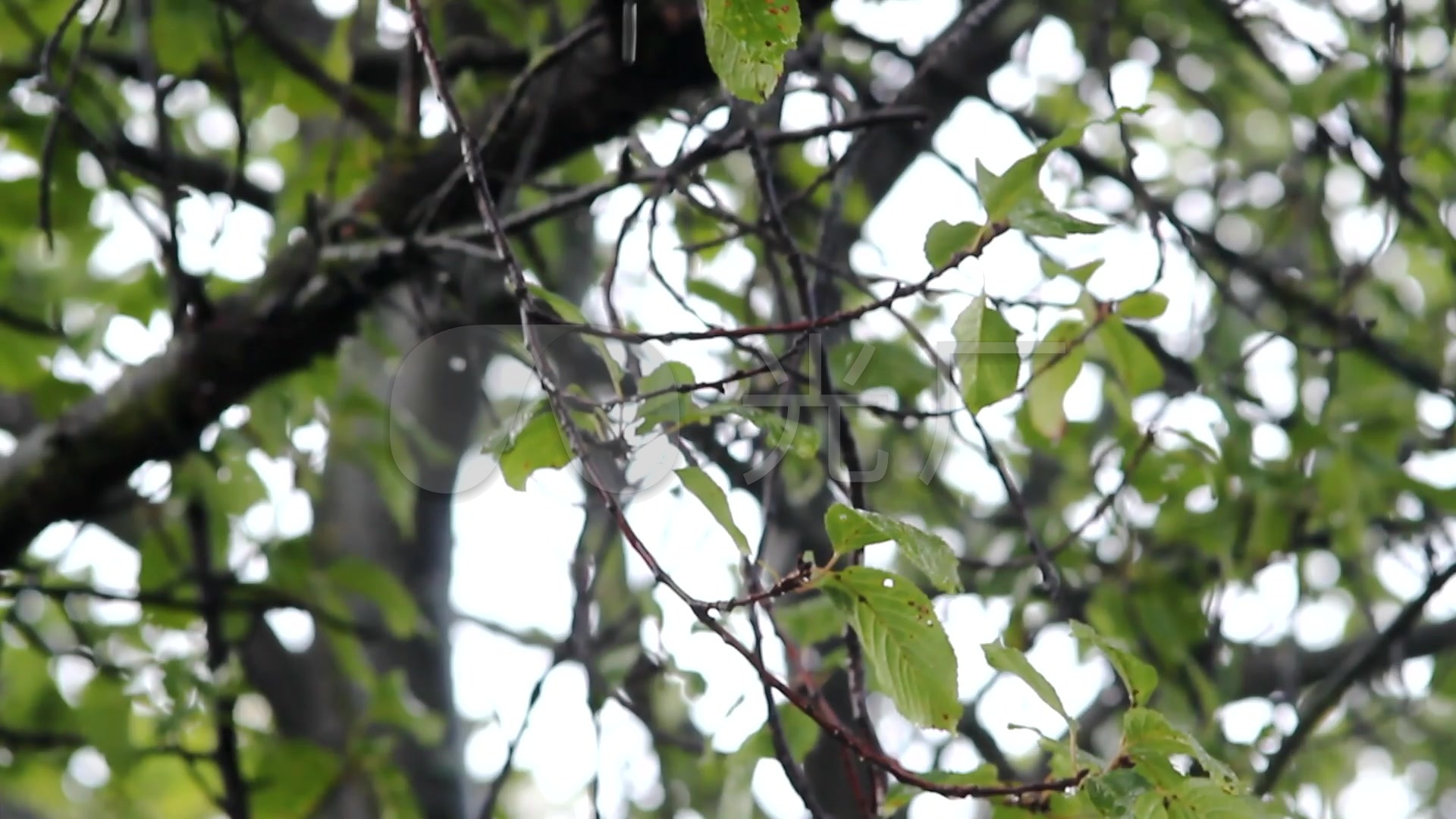 视频素材 实拍视频 自然风景 雨中的大树  来自视频原始文件或预览