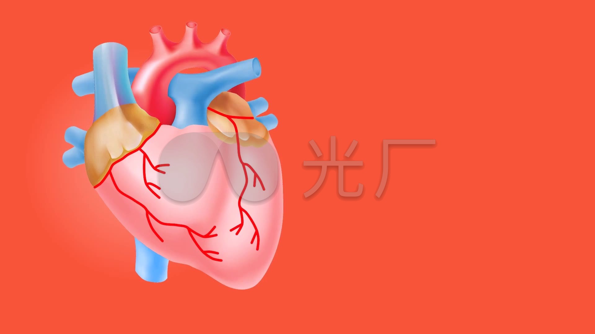 心脏医疗三维动画心电 来自视频原始文件或预览原始文件的1:1截图