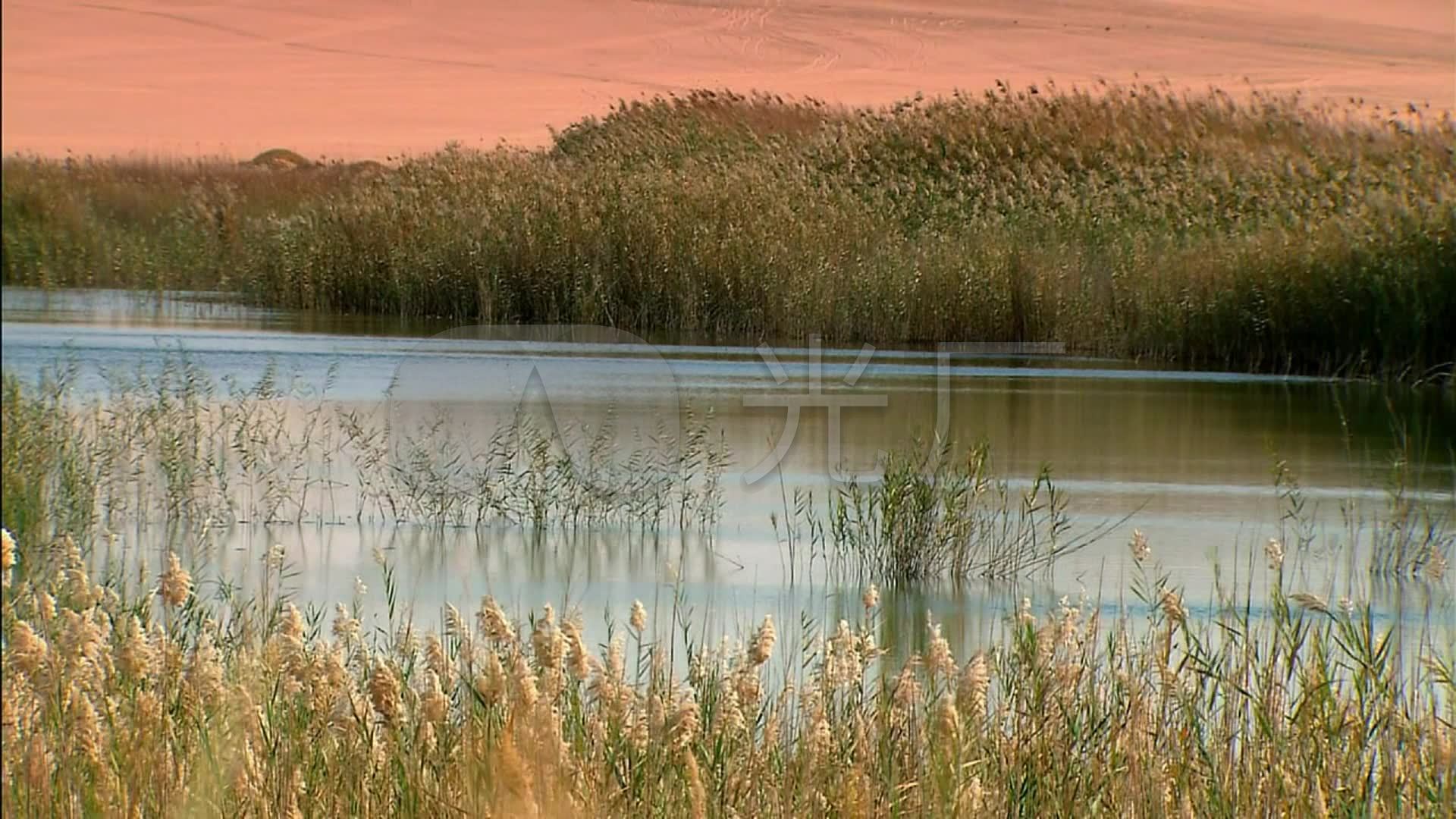 芦苇荡沙漠绿洲池塘湖水_1920x1080_高清视频素材下载