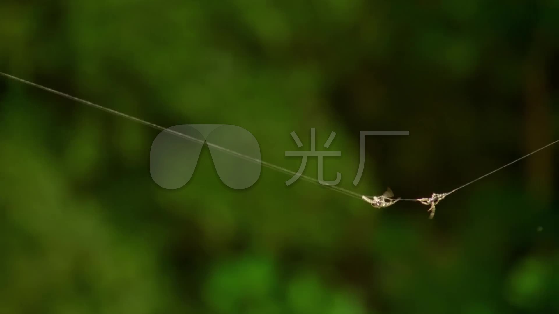 达尔文树皮蜘蛛织出的海量网络_1920x1080_高清视频素材下载(编号