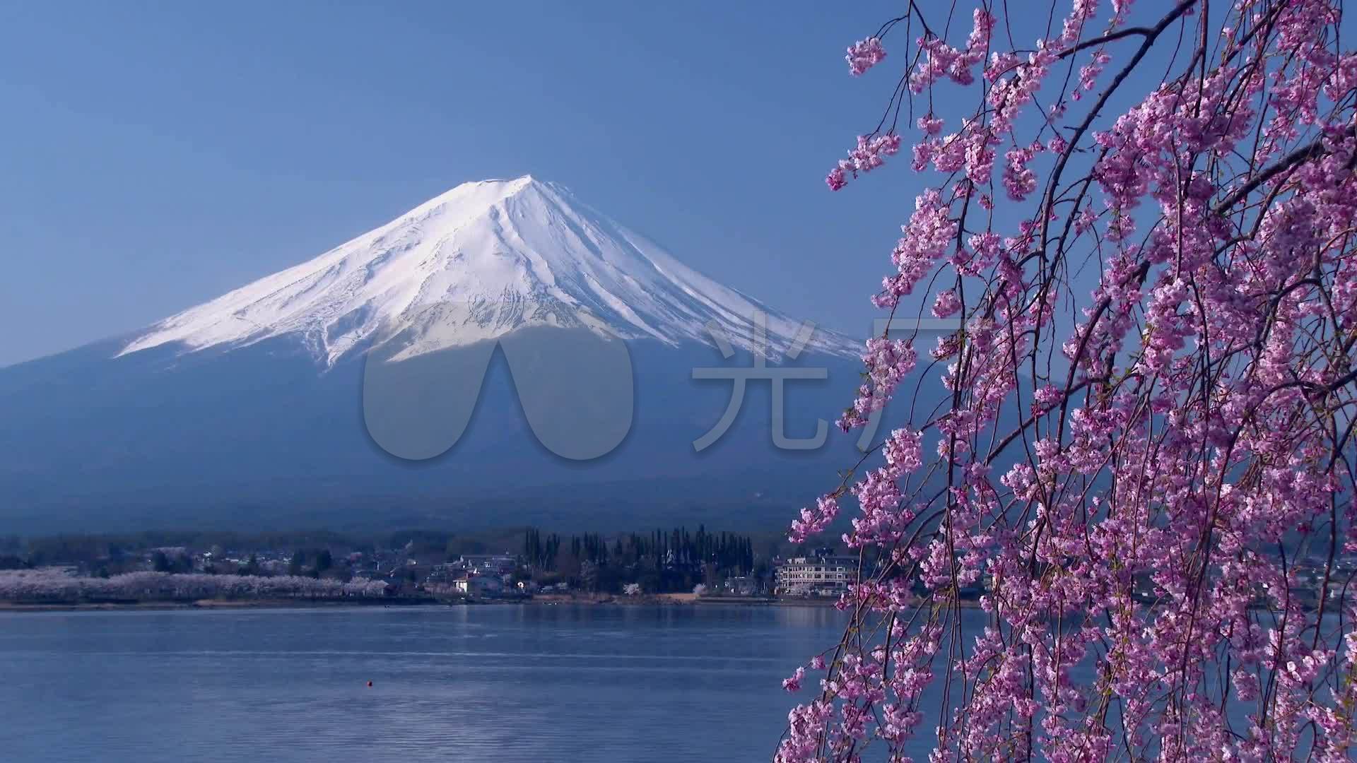 日本樱花与富士山唯美风光片_1920x1080_高清视频素材