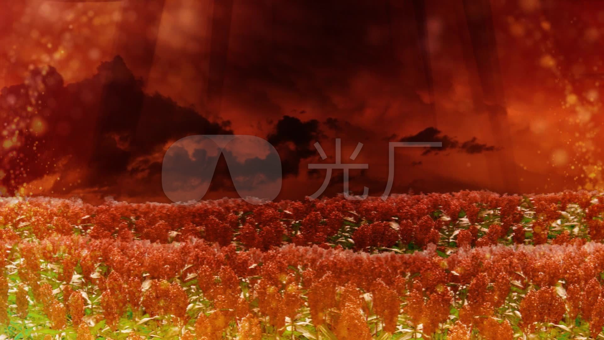 火红高粱金色粒子舞蹈背景_1920x1080_高清视频素材下载(编号:976912)