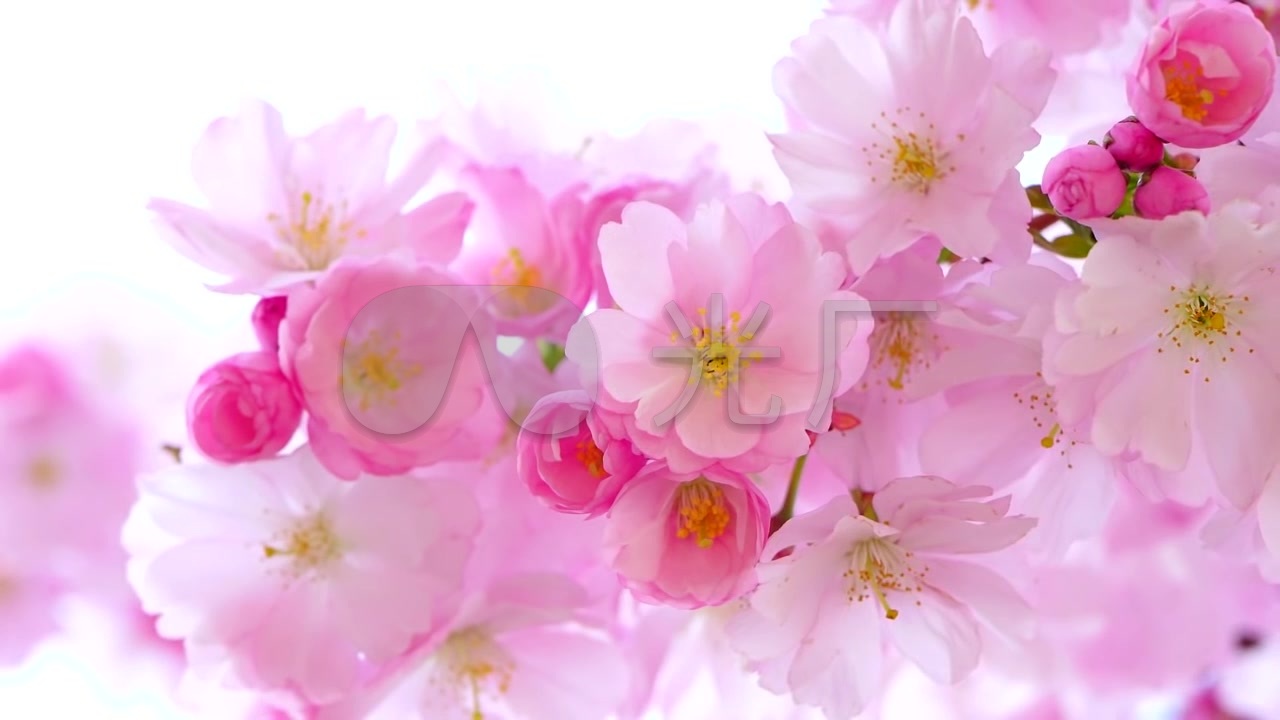 粉色樱花桃花花开视频背景_1280x720_高清视频素材(:)