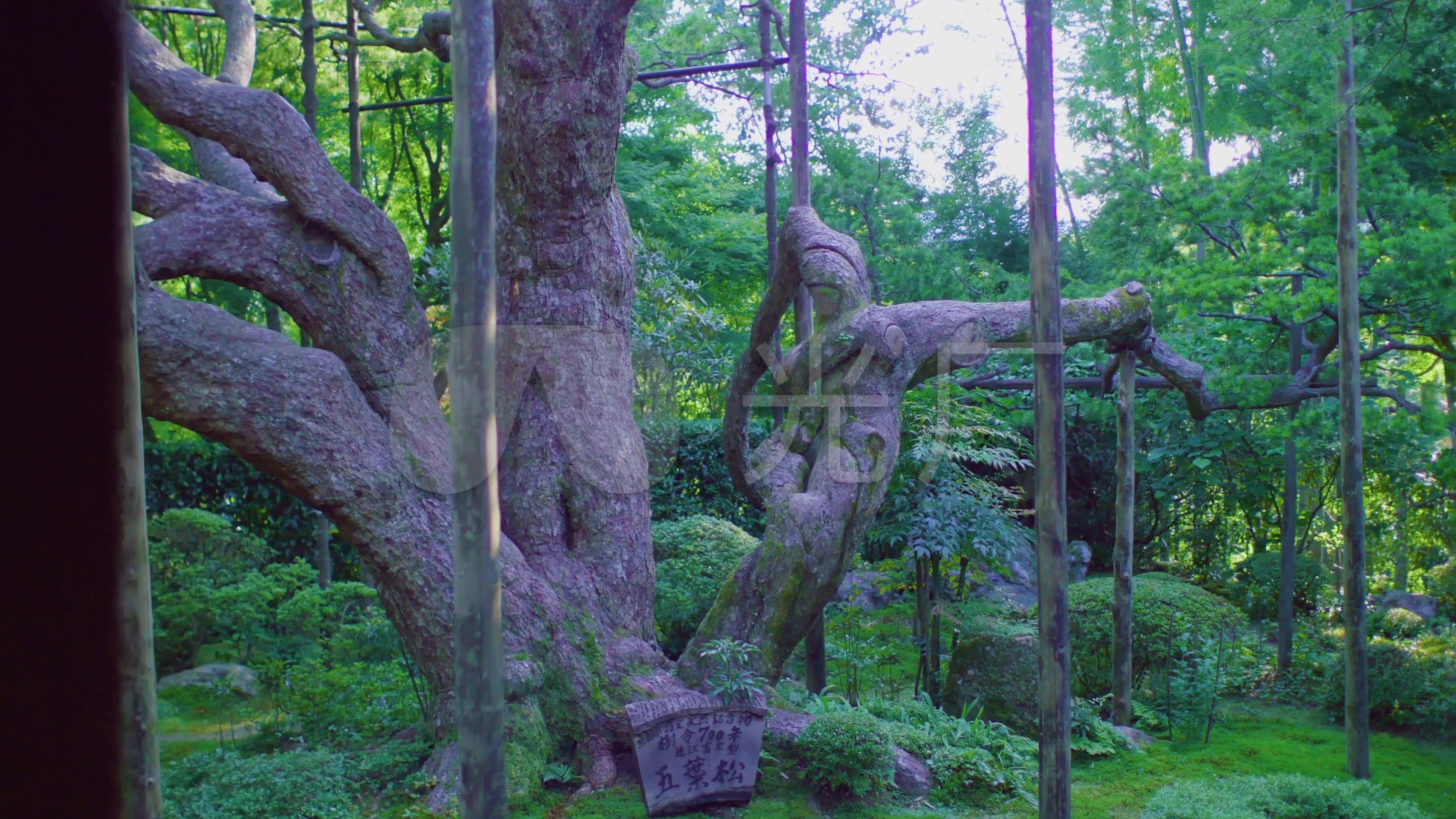 田野图片古树美女寺庙禅意菜地_3840X2160_美女的乡村比比图片