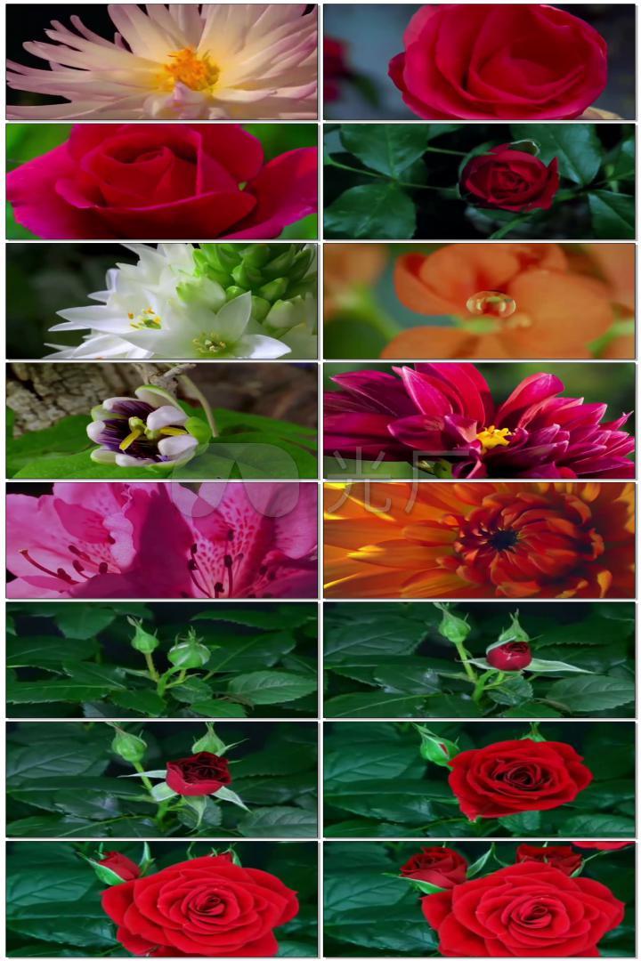 百花绽放