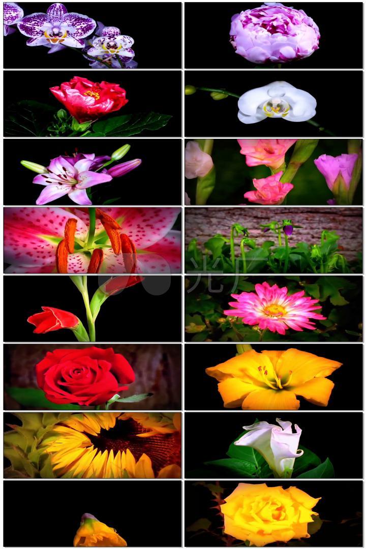 百花盛开百合花朵花开展示合集植物百花争艳阳光雨露生命绽放跳舞百花