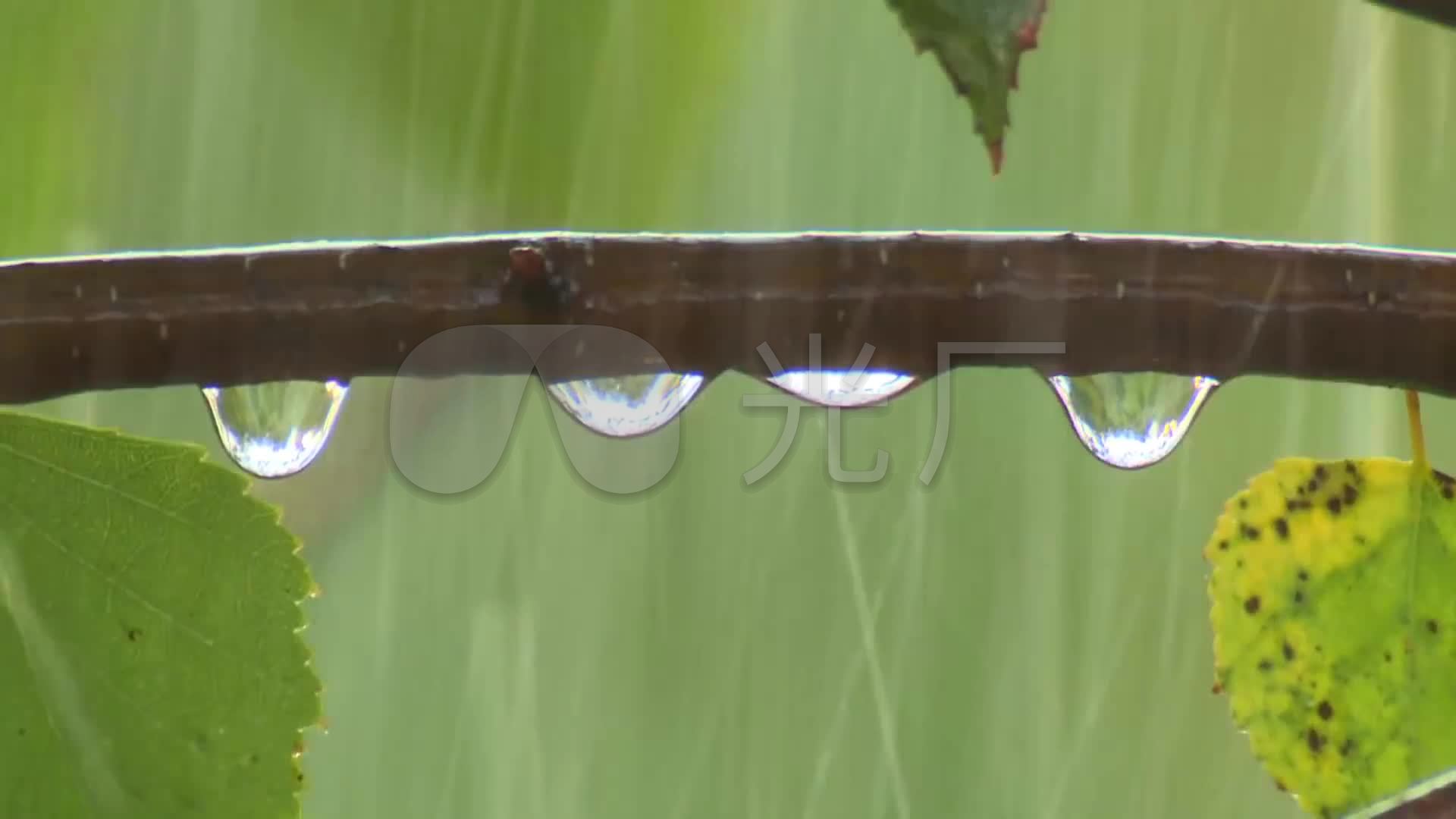 hd田野乌云下雨小苗发芽生长秋天树林落叶_1920x1080