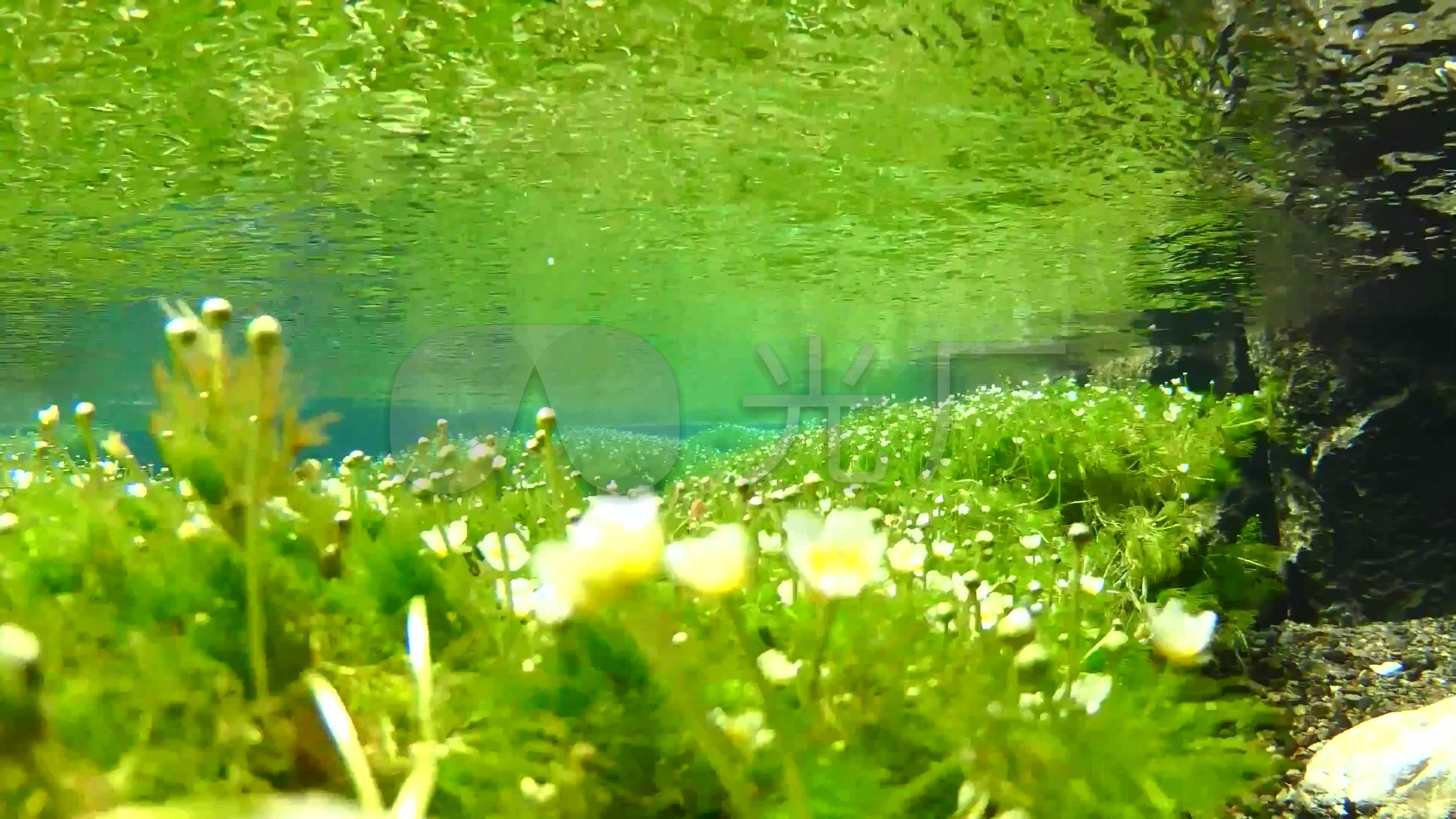 4k乡村河流水中白花清澈河水水草_3840x2160_高清视频