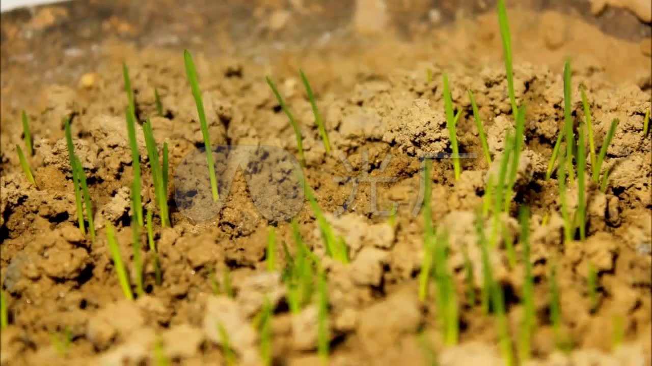 小麦播种成长过程