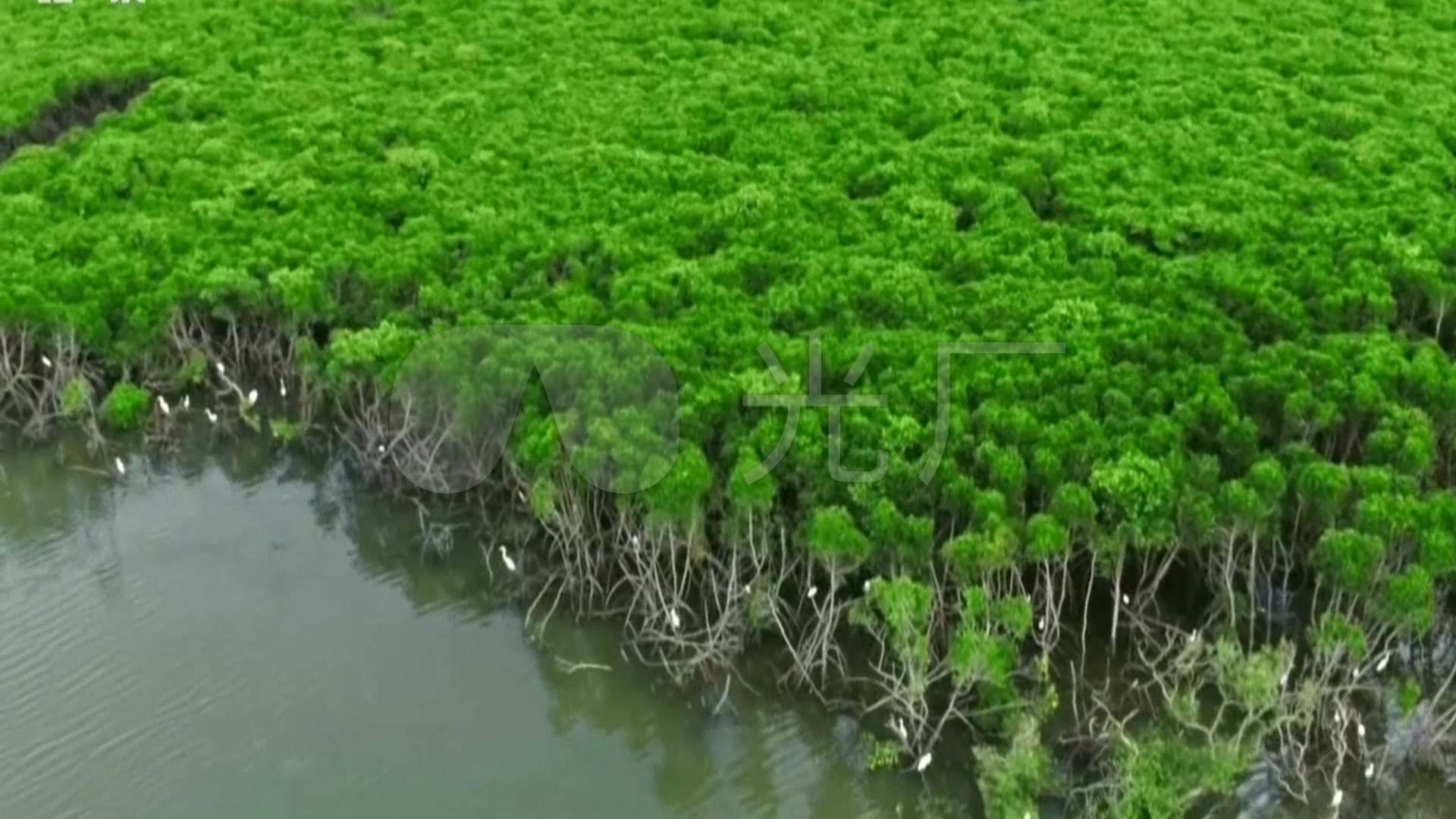 红树林海南岛自然美景