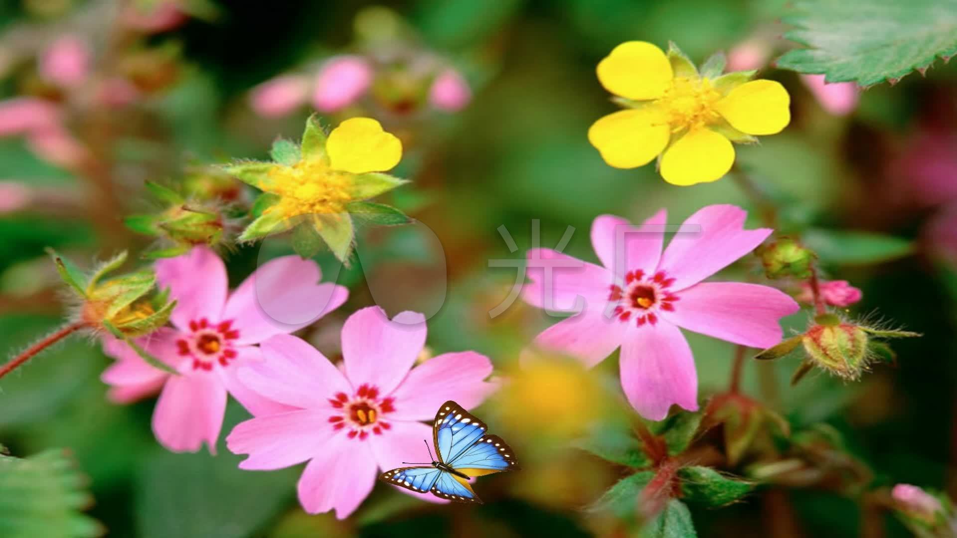 蝴蝶飞舞花丛中背景素材