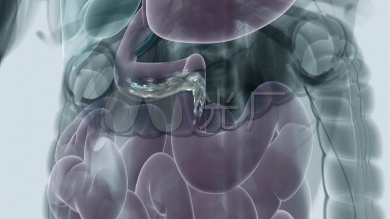 3d人体肠胃消化吸收_三维x光透视_1280x720_高清视频
